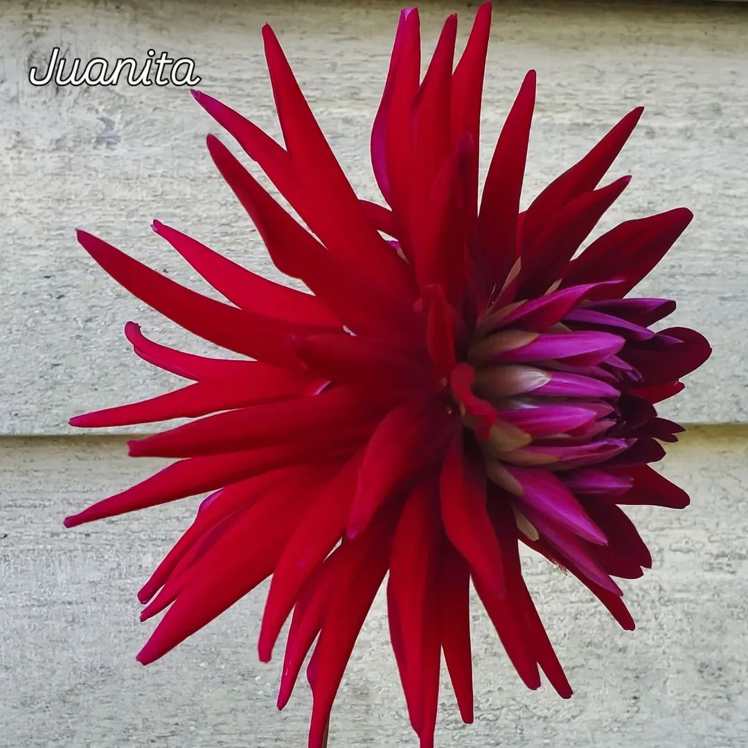 Juanita Cactus Dahlia