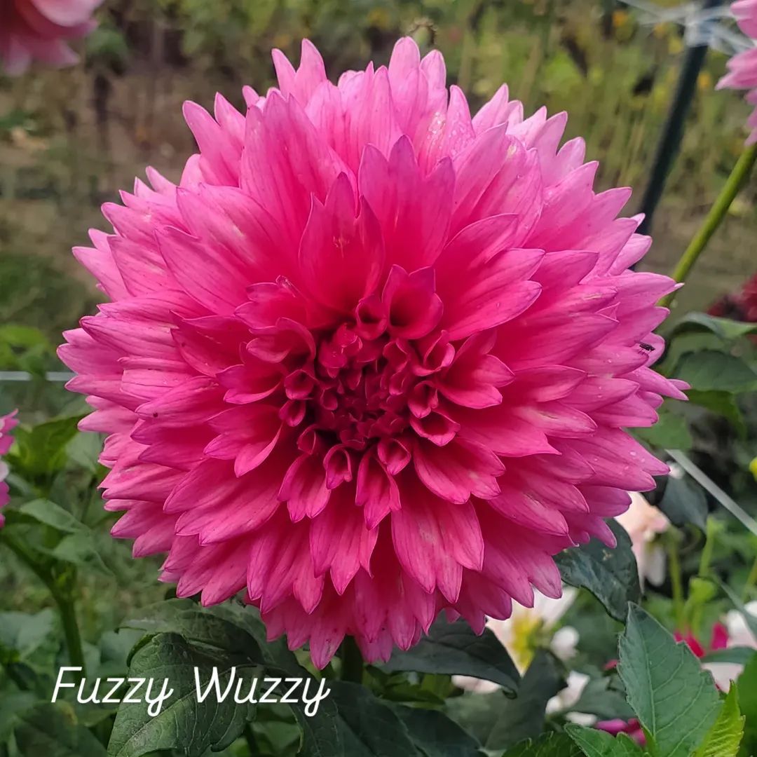 Fuzzy Wuzzy Semi-Cactus Dahlia