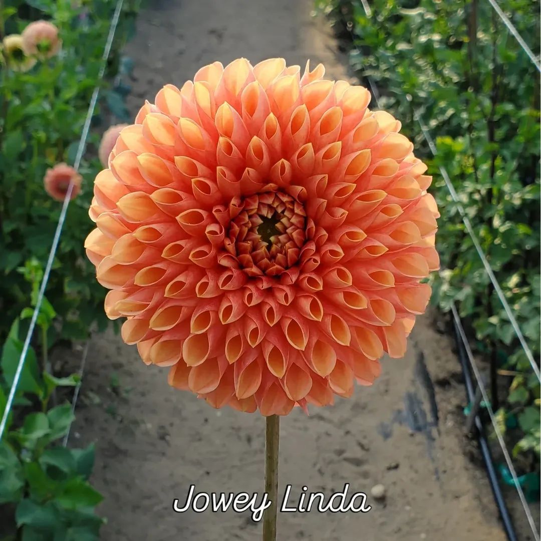 Jowey Linda Decorative Dahlia