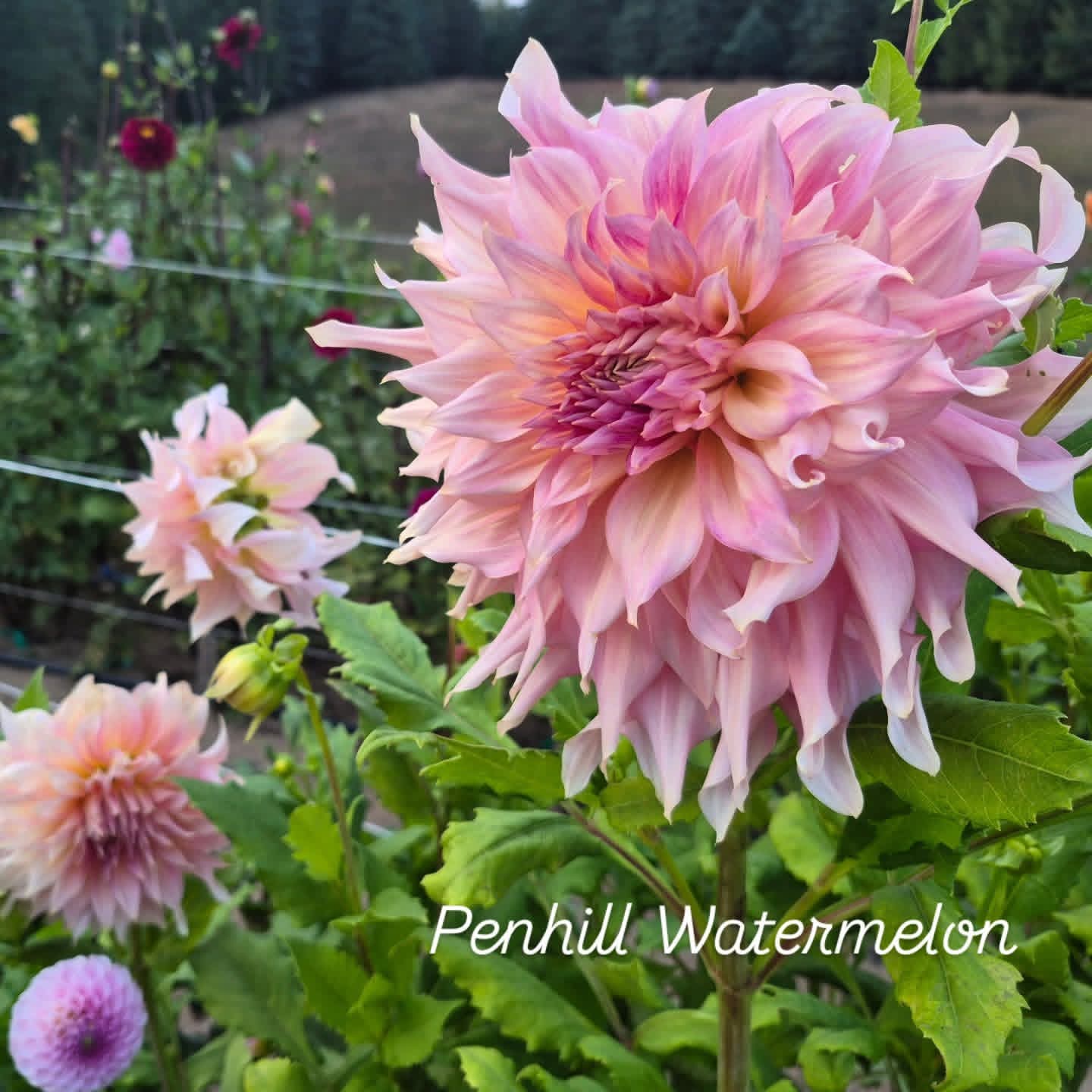 Penhill Watermelon Informal Decorative Dahlia