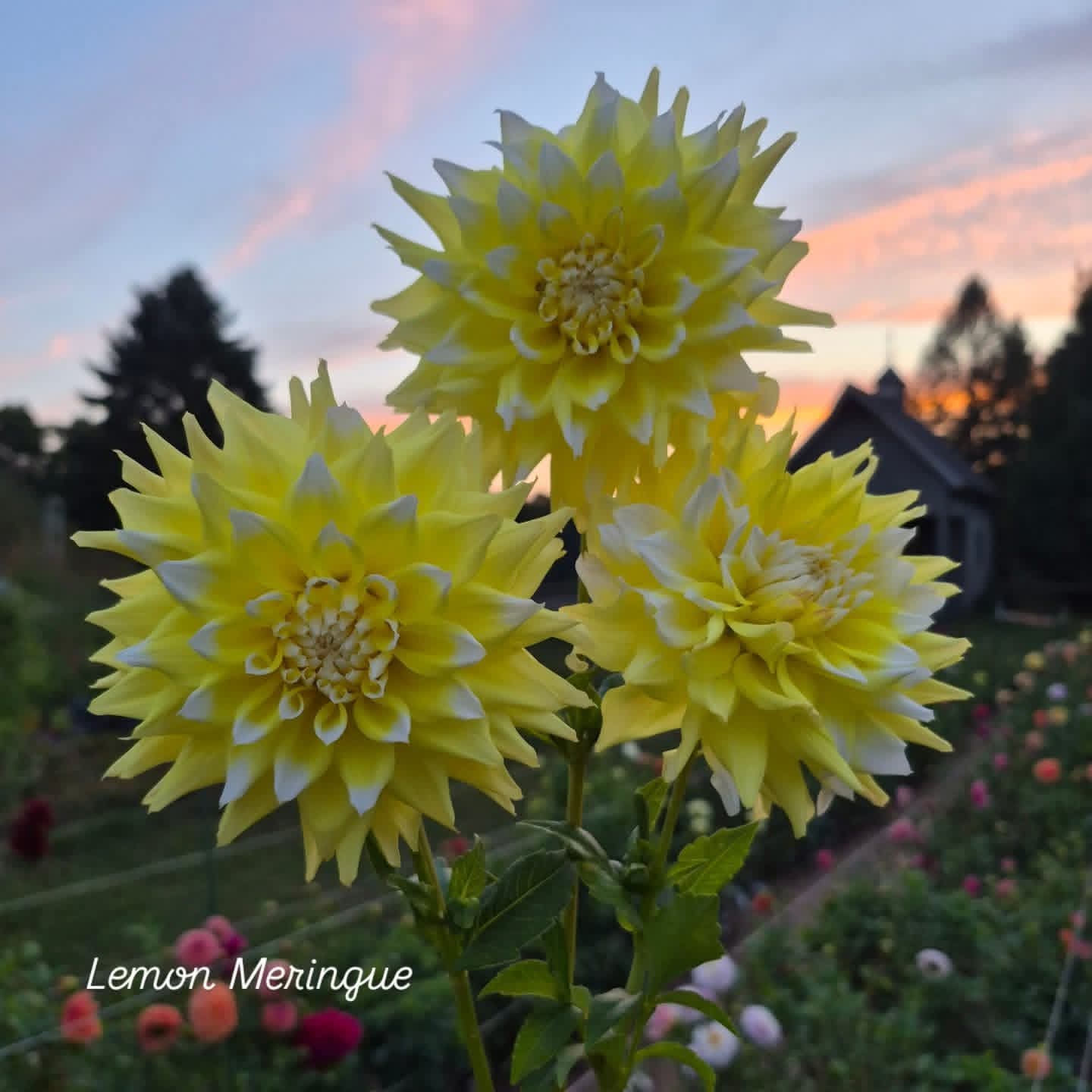 Lemon Meringue Informal Decorative Dahlia