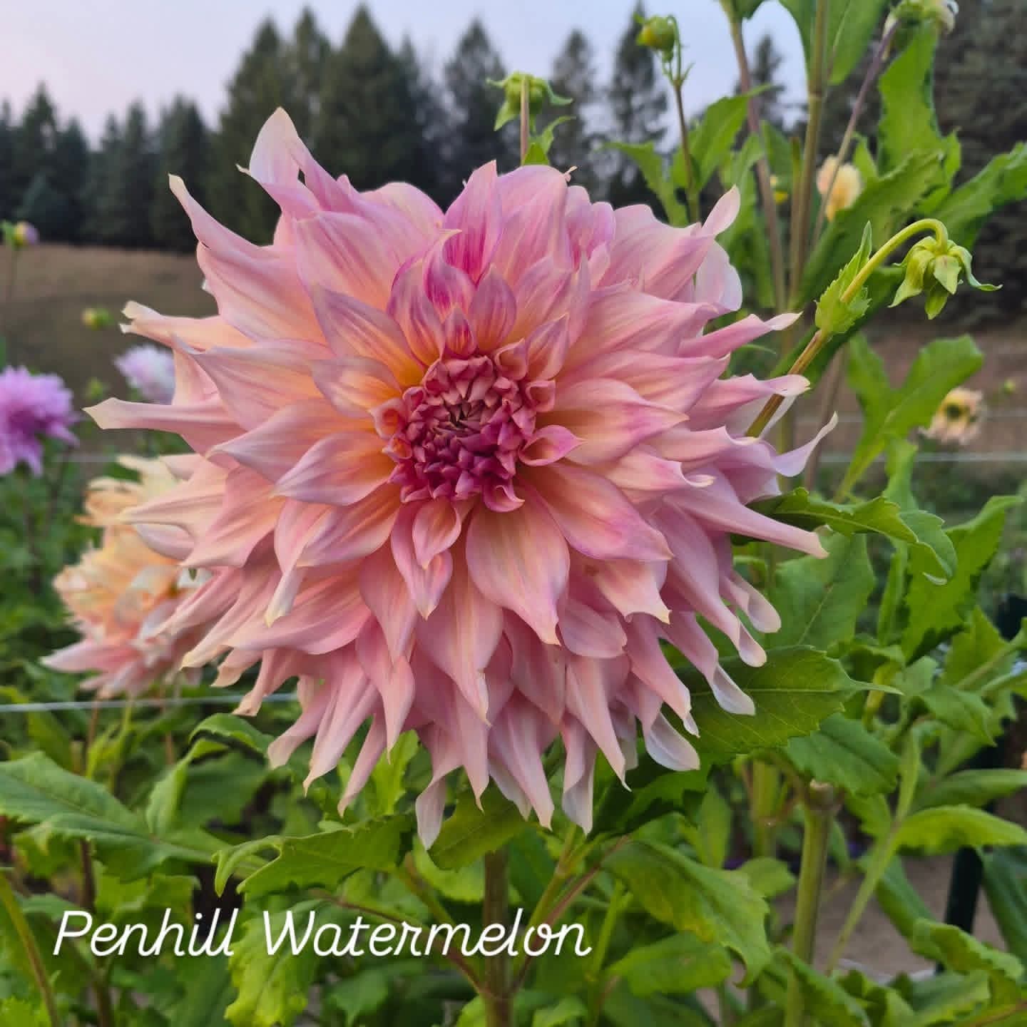 Penhill Watermelon Informal Decorative Dahlia