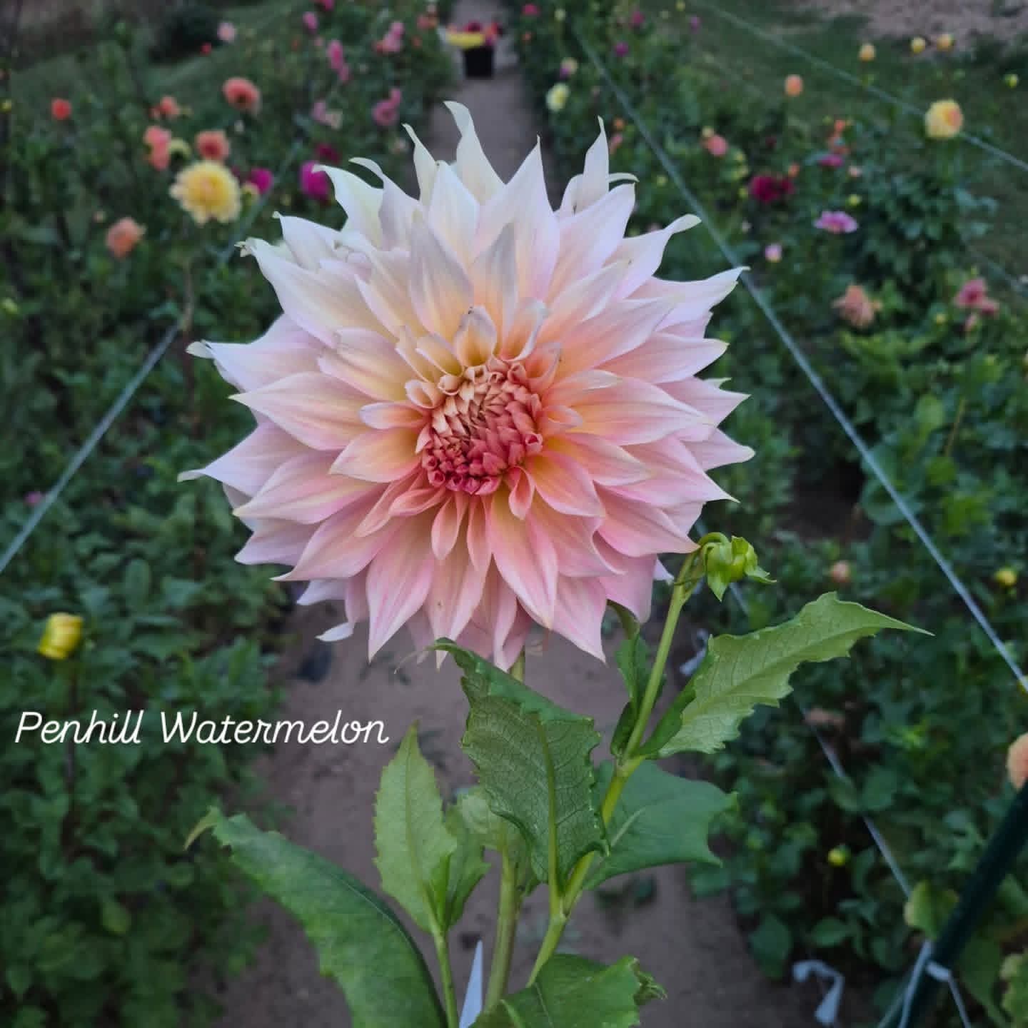 Penhill Watermelon Informal Decorative Dahlia