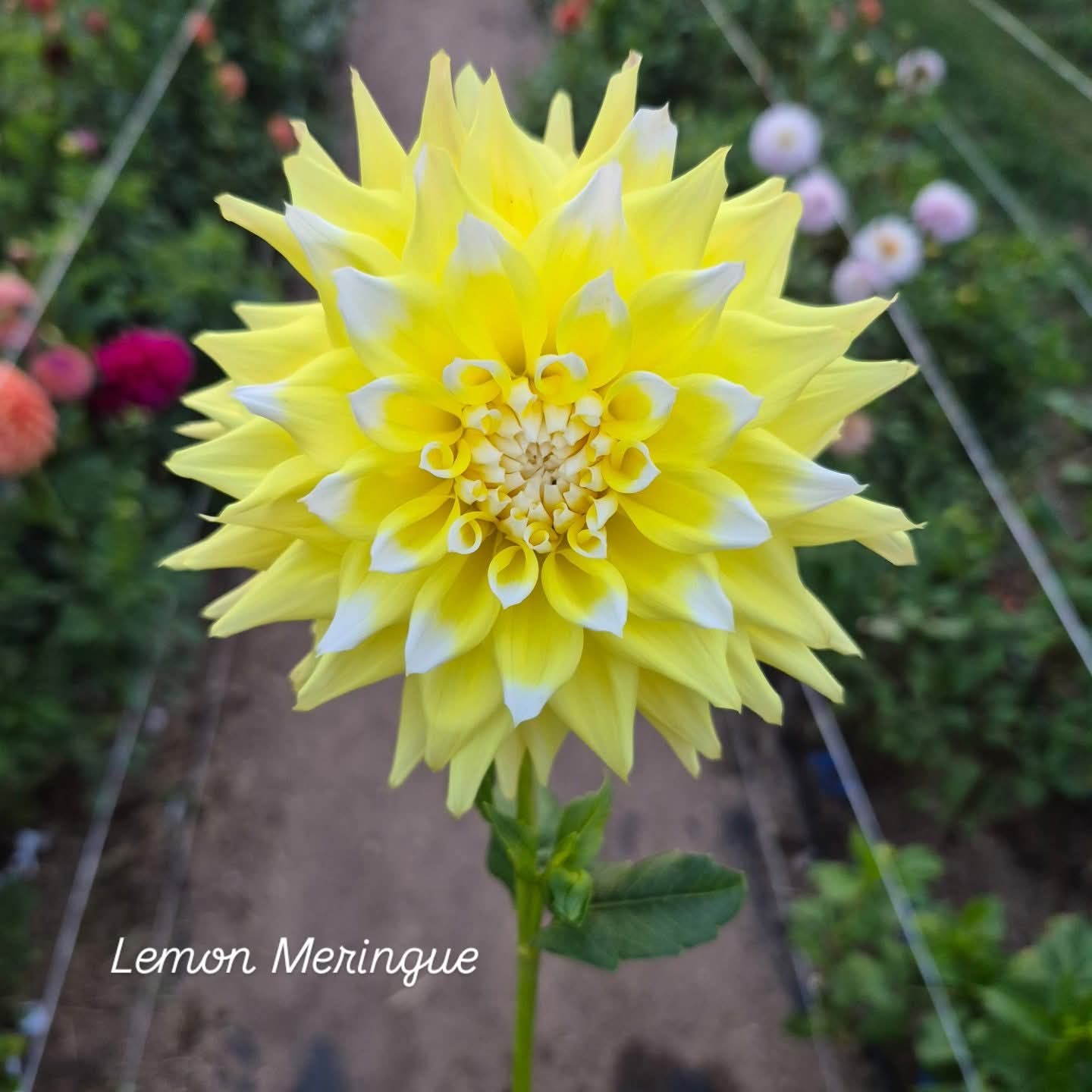 Lemon Meringue Informal Decorative Dahlia