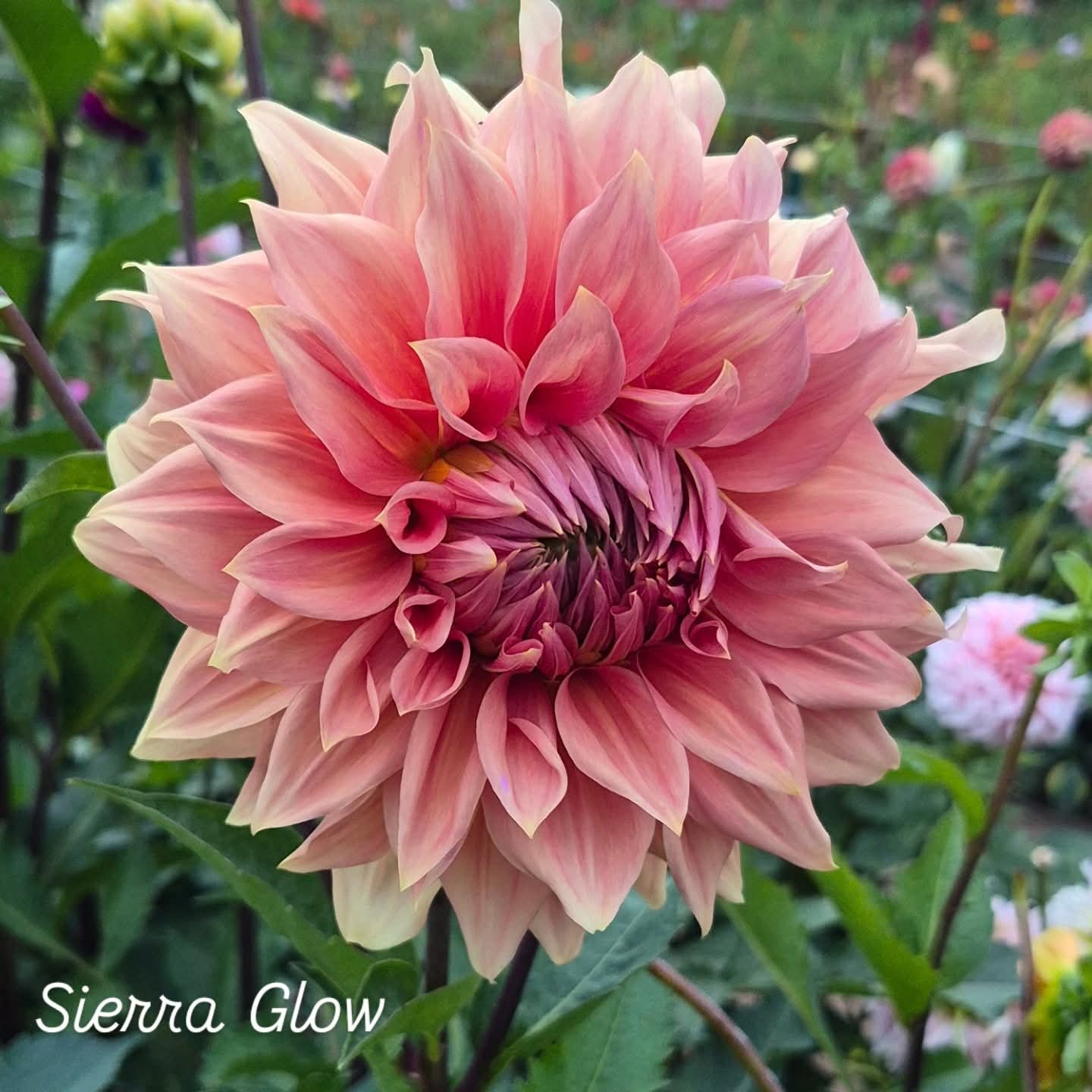 Sierra Glow Informal Decorative Dahlia