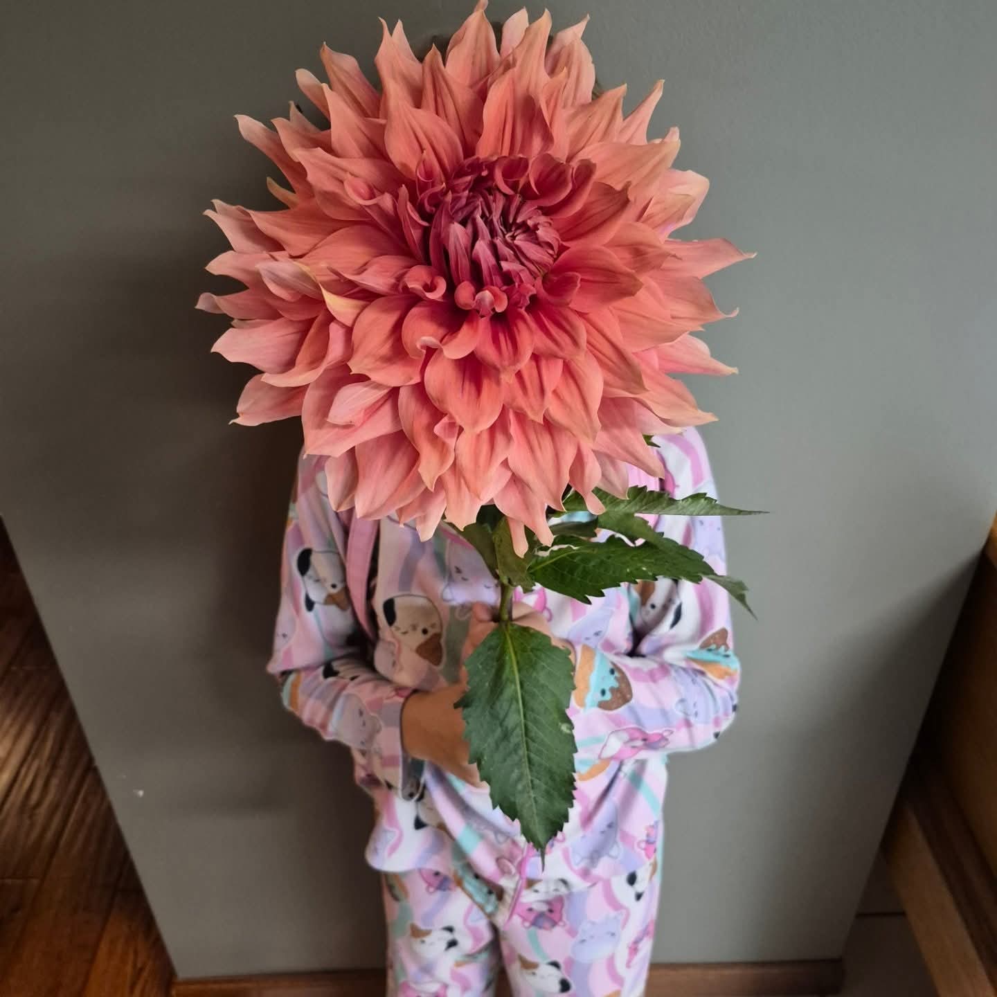 Sierra Glow Informal Decorative Dahlia