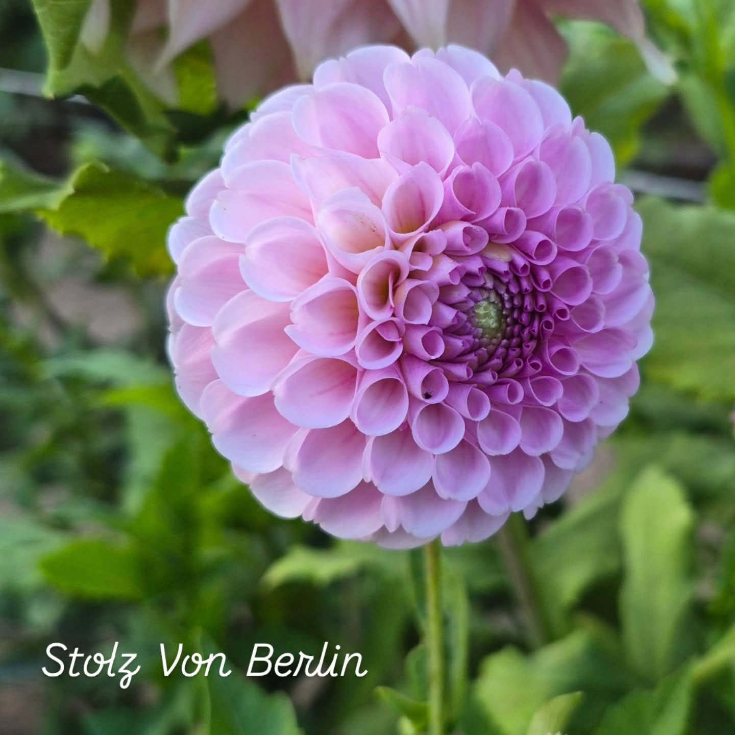 Stolz Von Berlin Ball Dahlia
