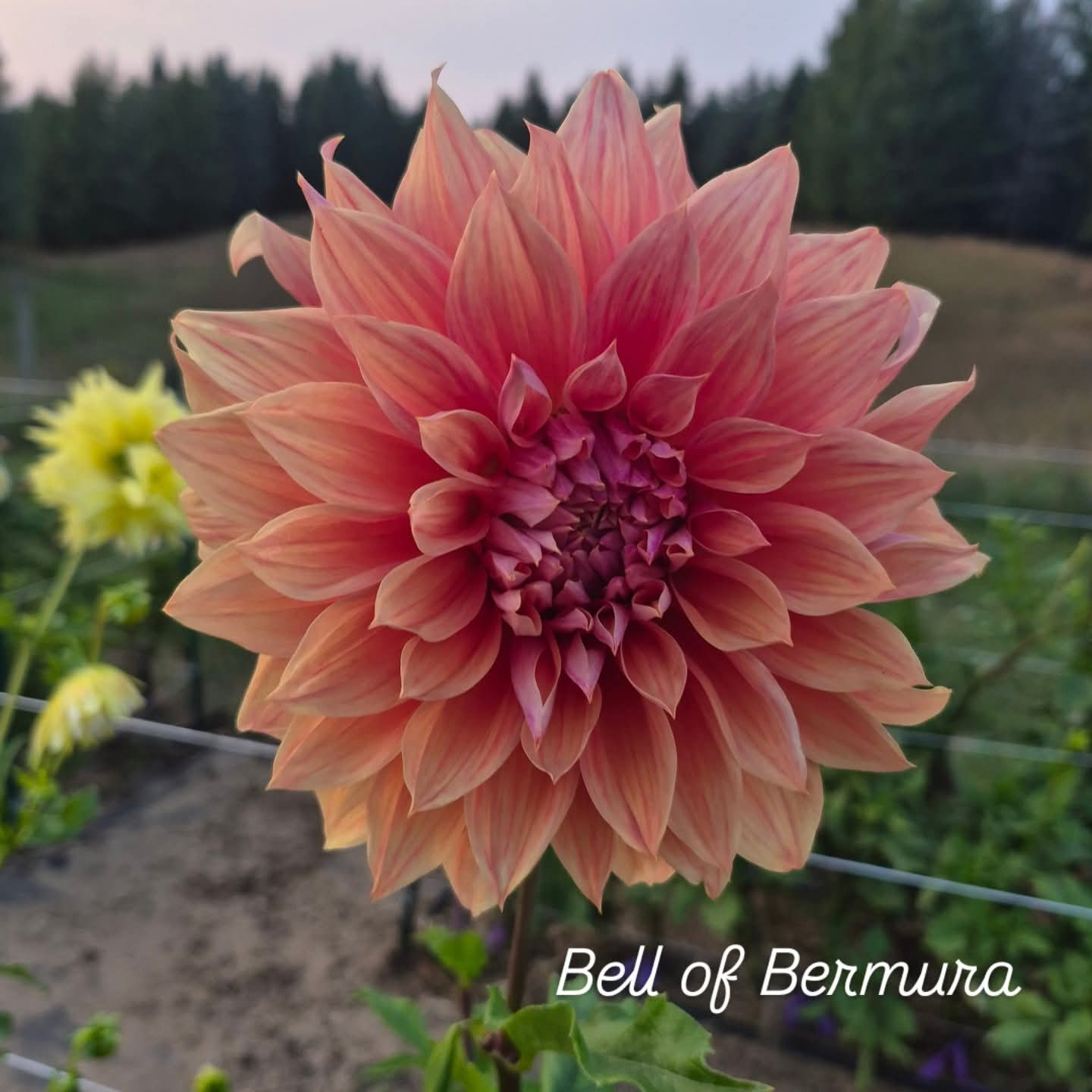 Bell of Bermura Formal Decorative Dahlia
