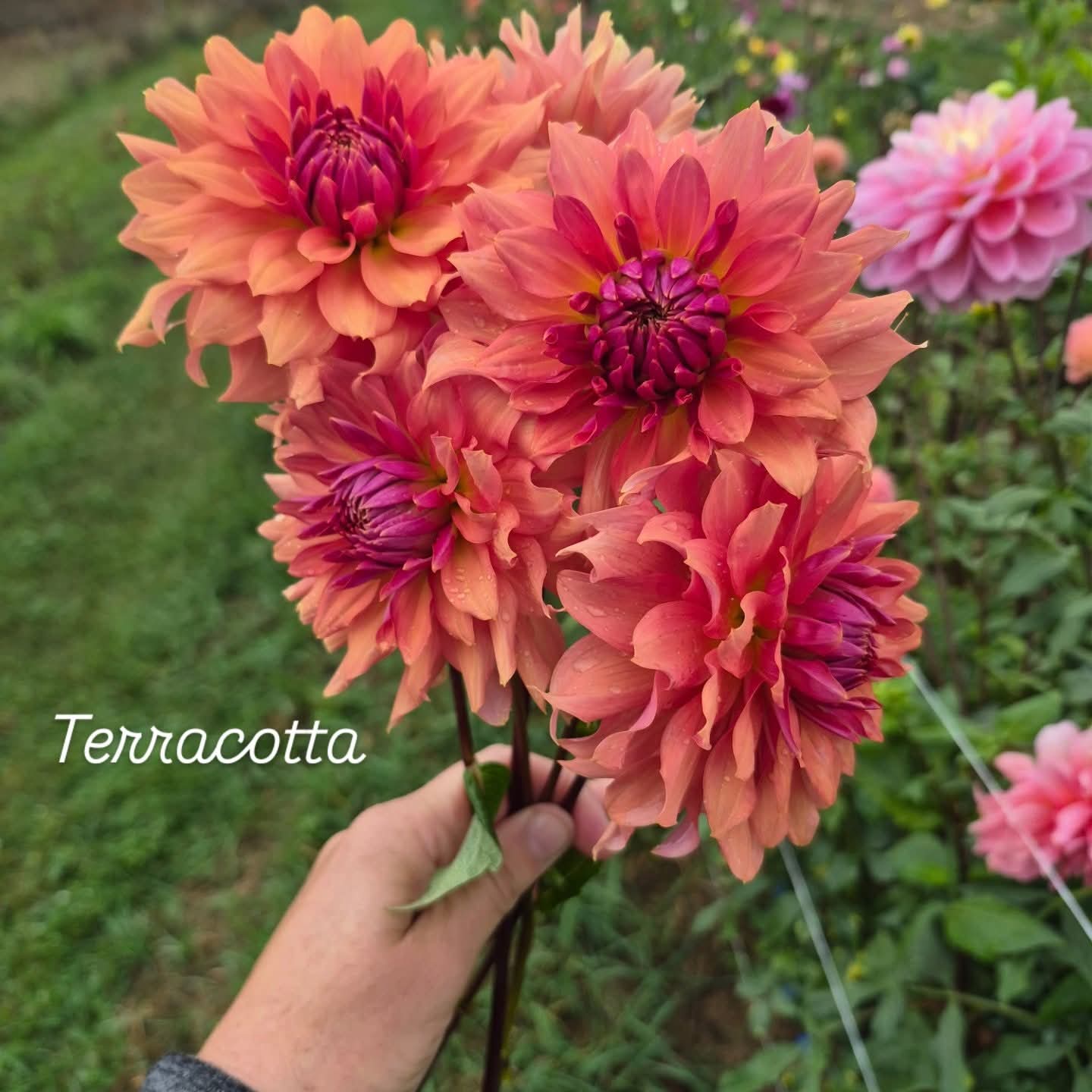 Terracotta Informal Decorative Dahlia