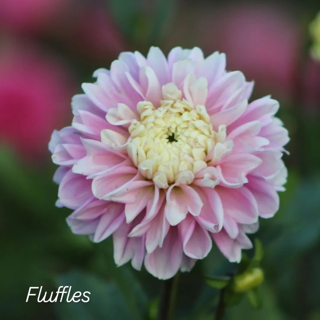 Fluffles Informal Decorative Dahlia