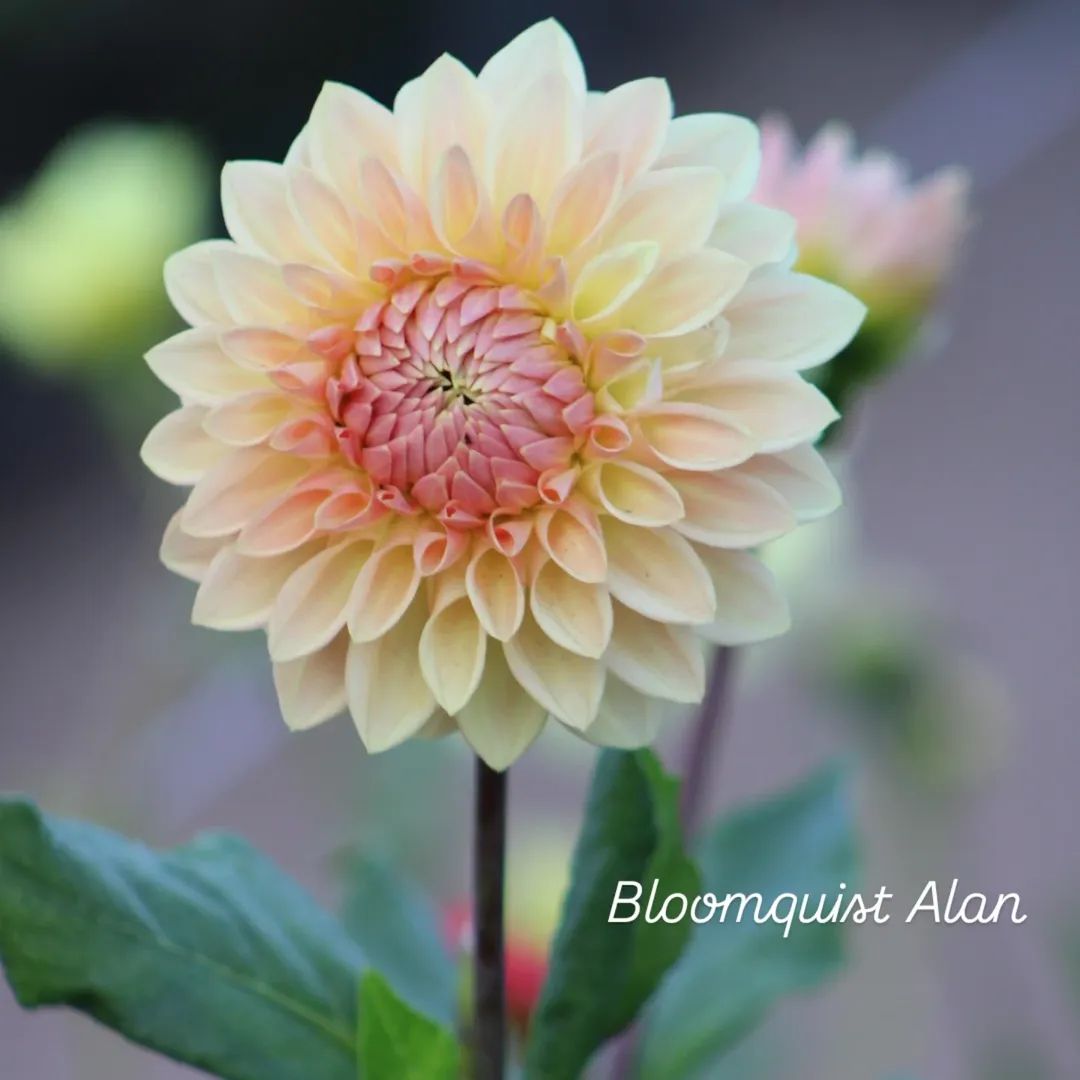 Bloomquist Alan Formal Decorative Dahlia