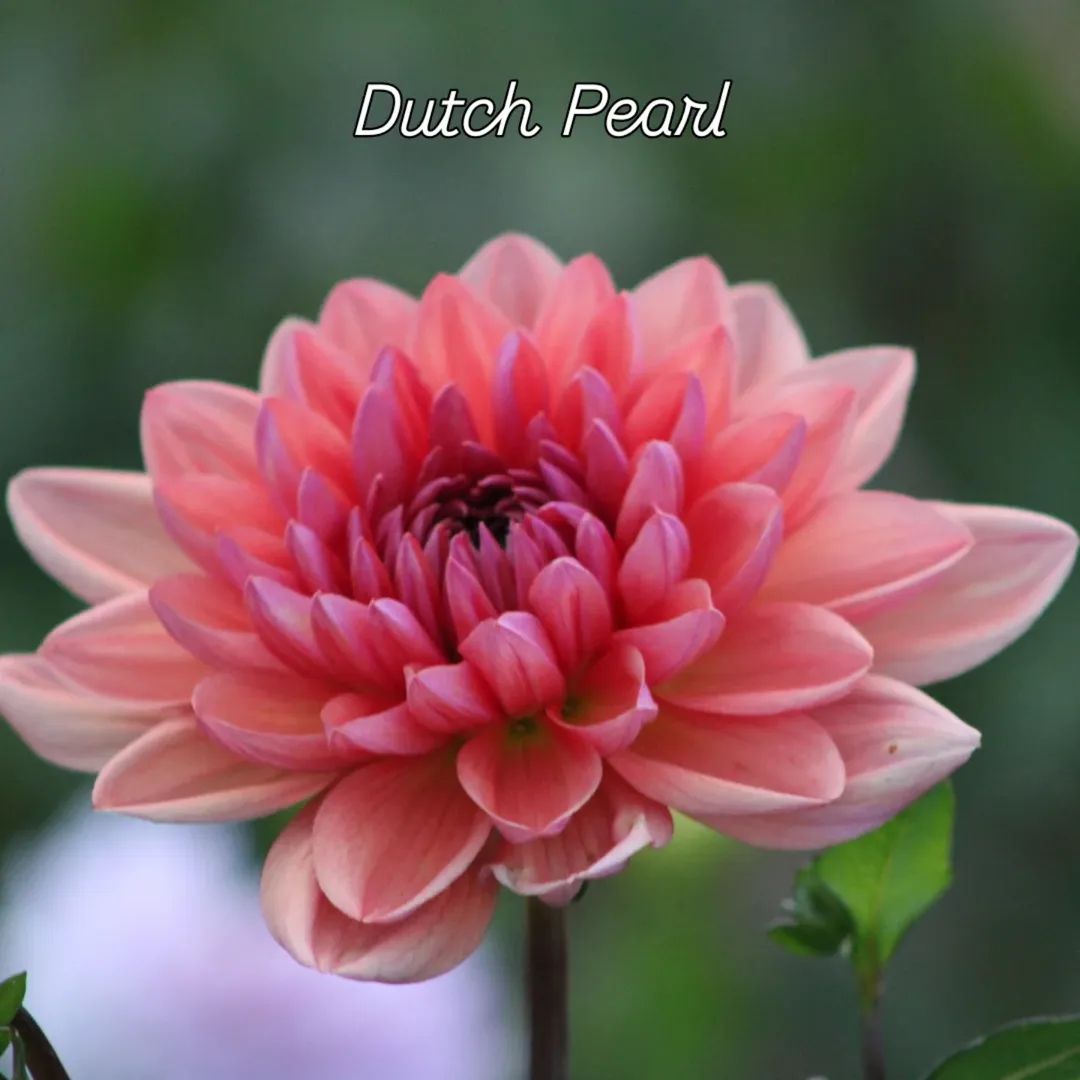 Dutch Pearl Formal Decorative Dahlia