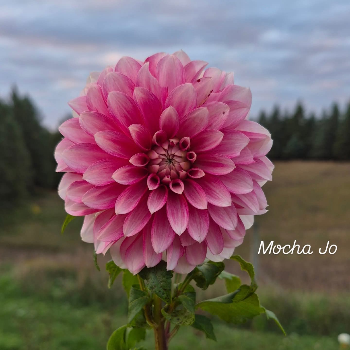 Mocha Jo Decorative Dahlia