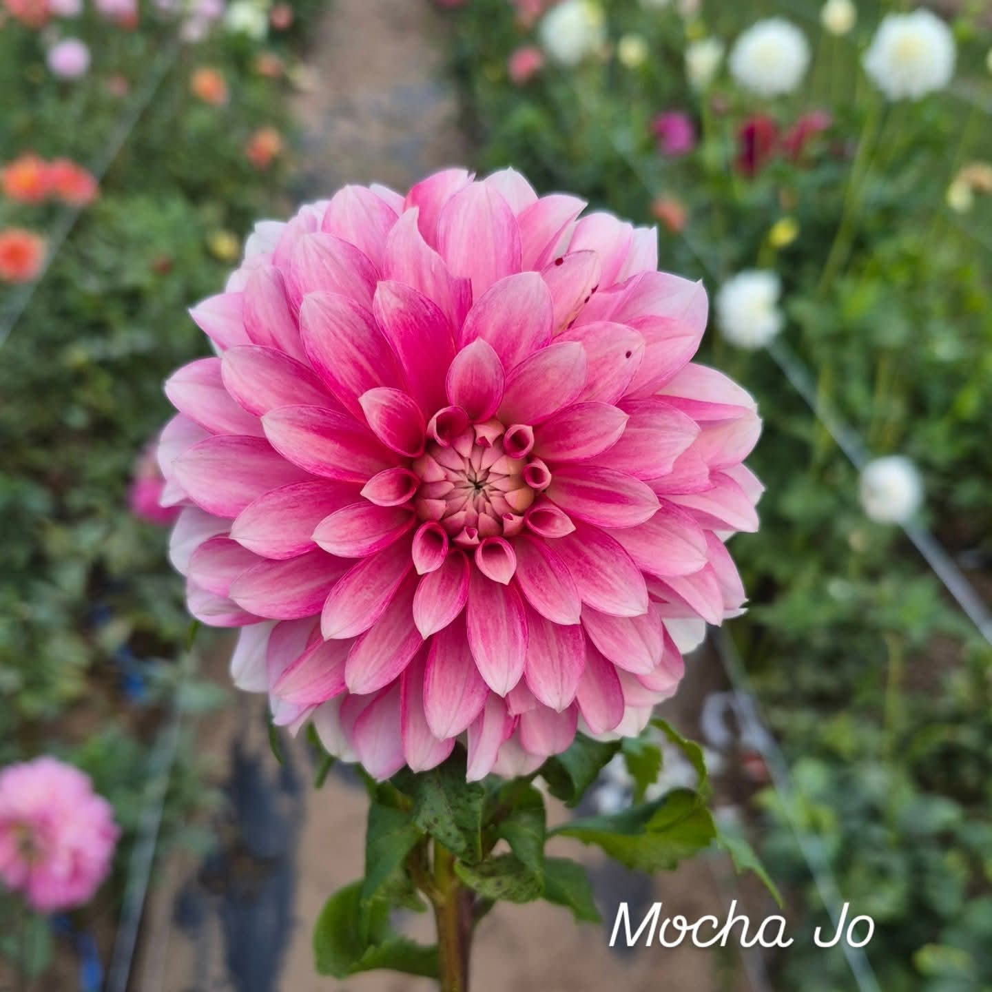 Mocha Jo Decorative Dahlia