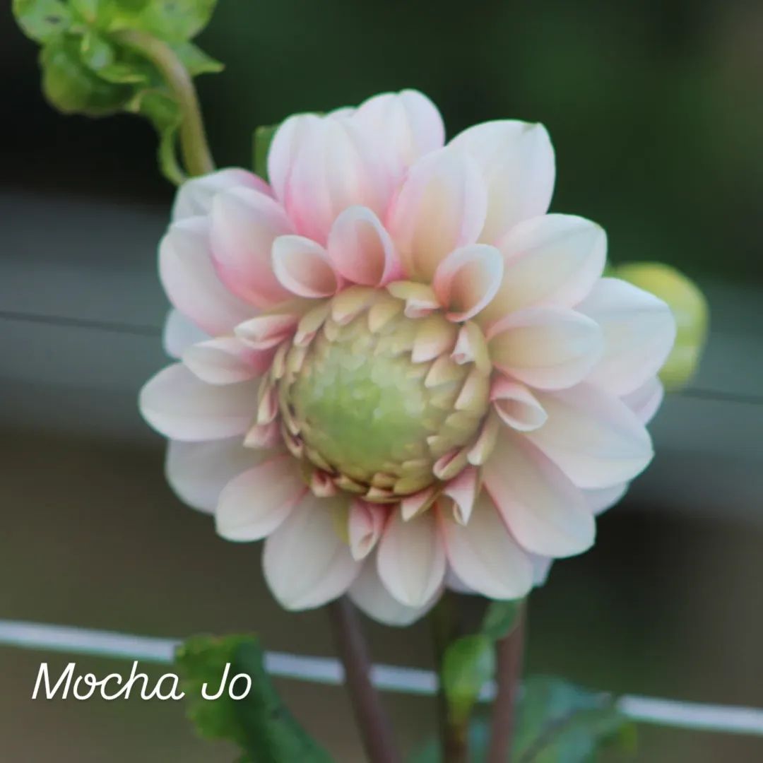 Mocha Jo Decorative Dahlia