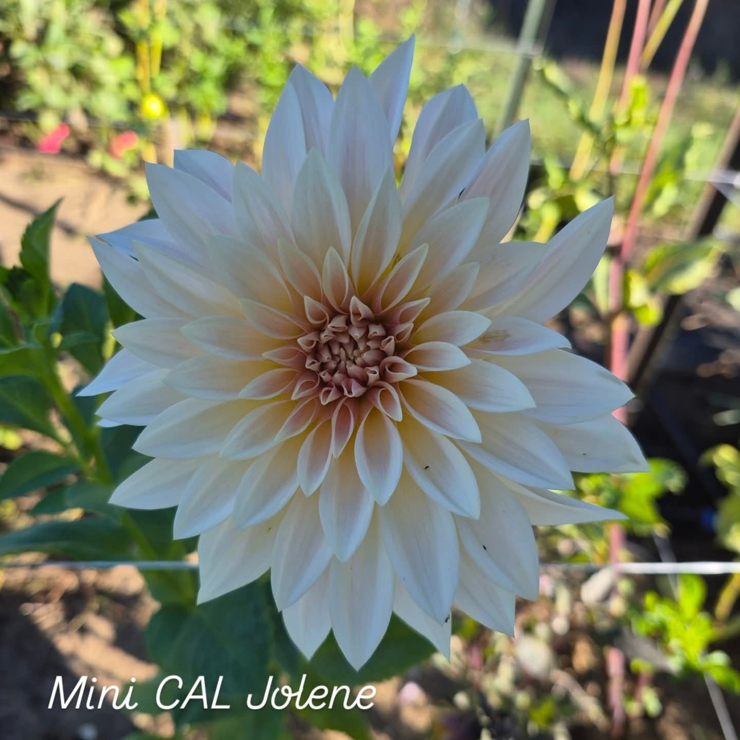 “Jolene” or Café au Lait Mini Informal Decorative