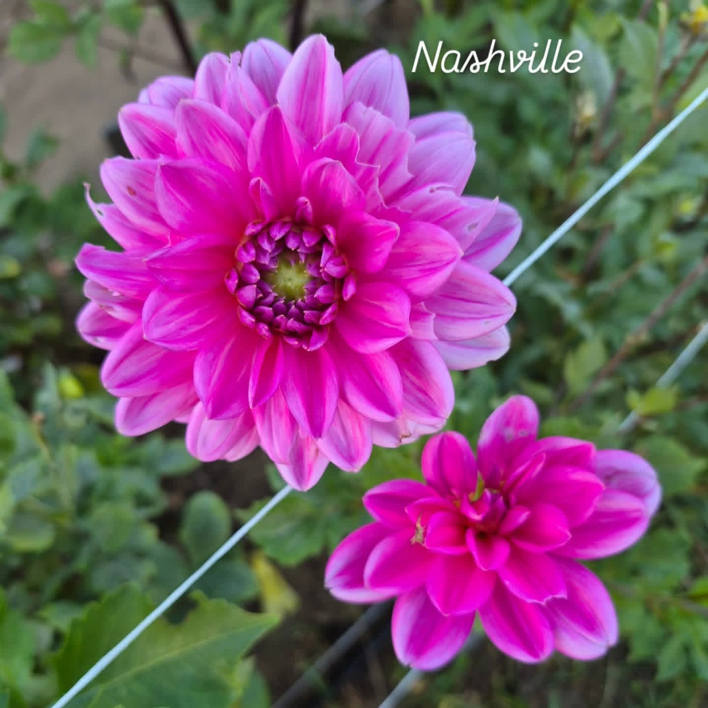 Nashville Warerlily/Decorative Dahlia