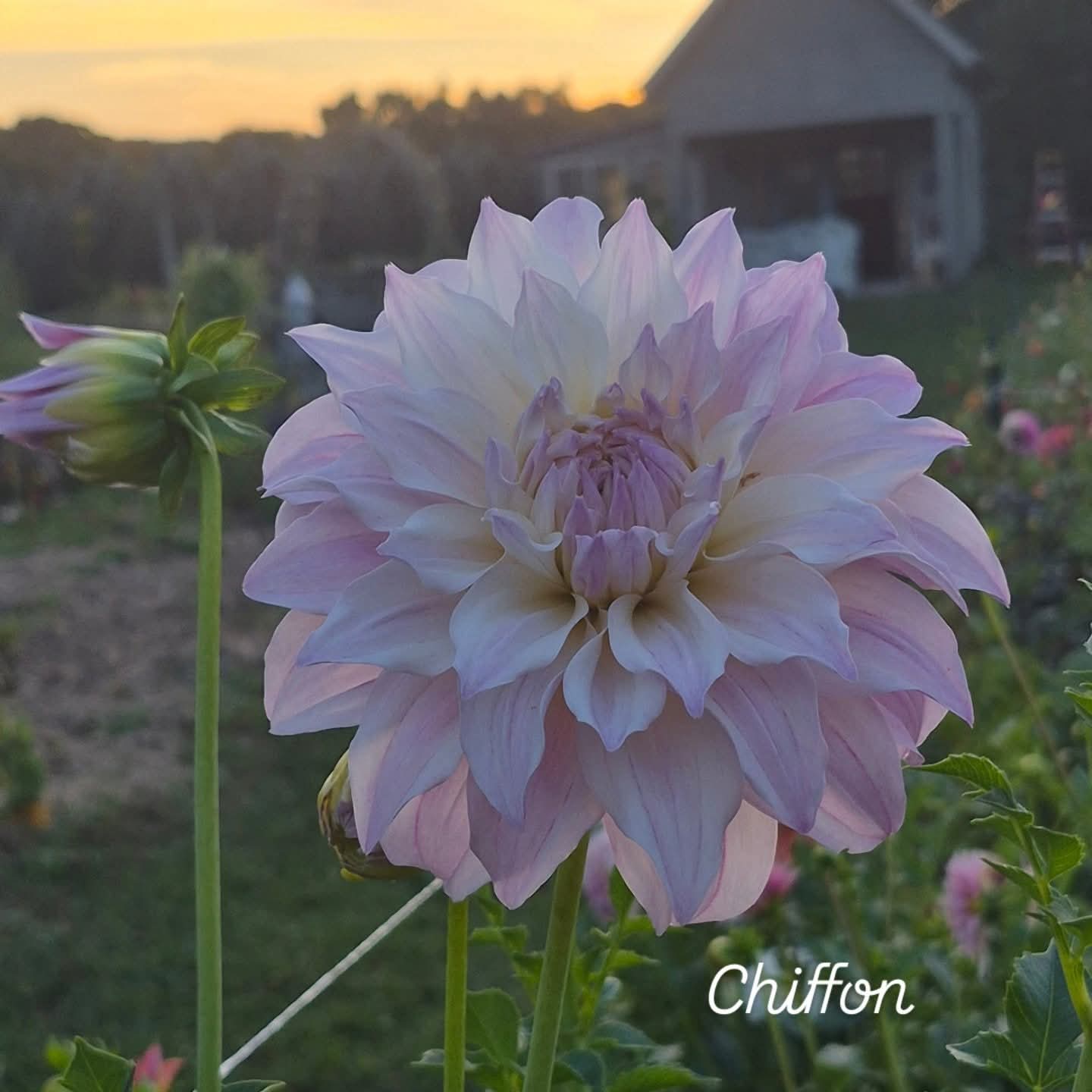 Chiffon Informal Decorative Dahlia