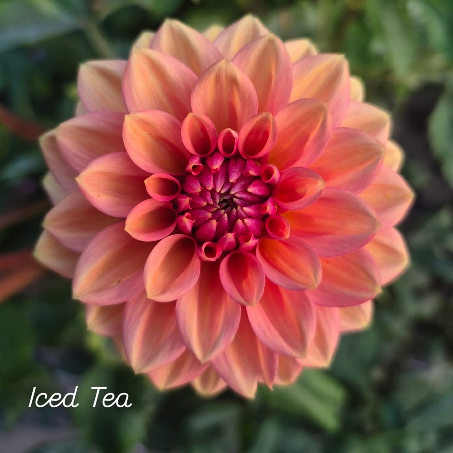 Iced Tea Formal Decorative Dahlia