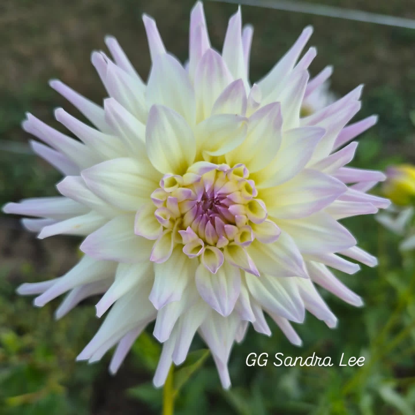 GG Sandra Lee Semi-Cactus Dahlia