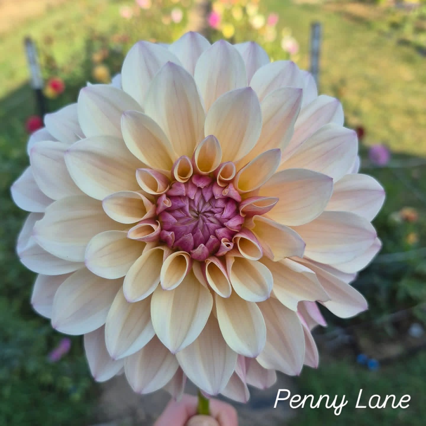 Penny Lane Formal Decorative Dahlia