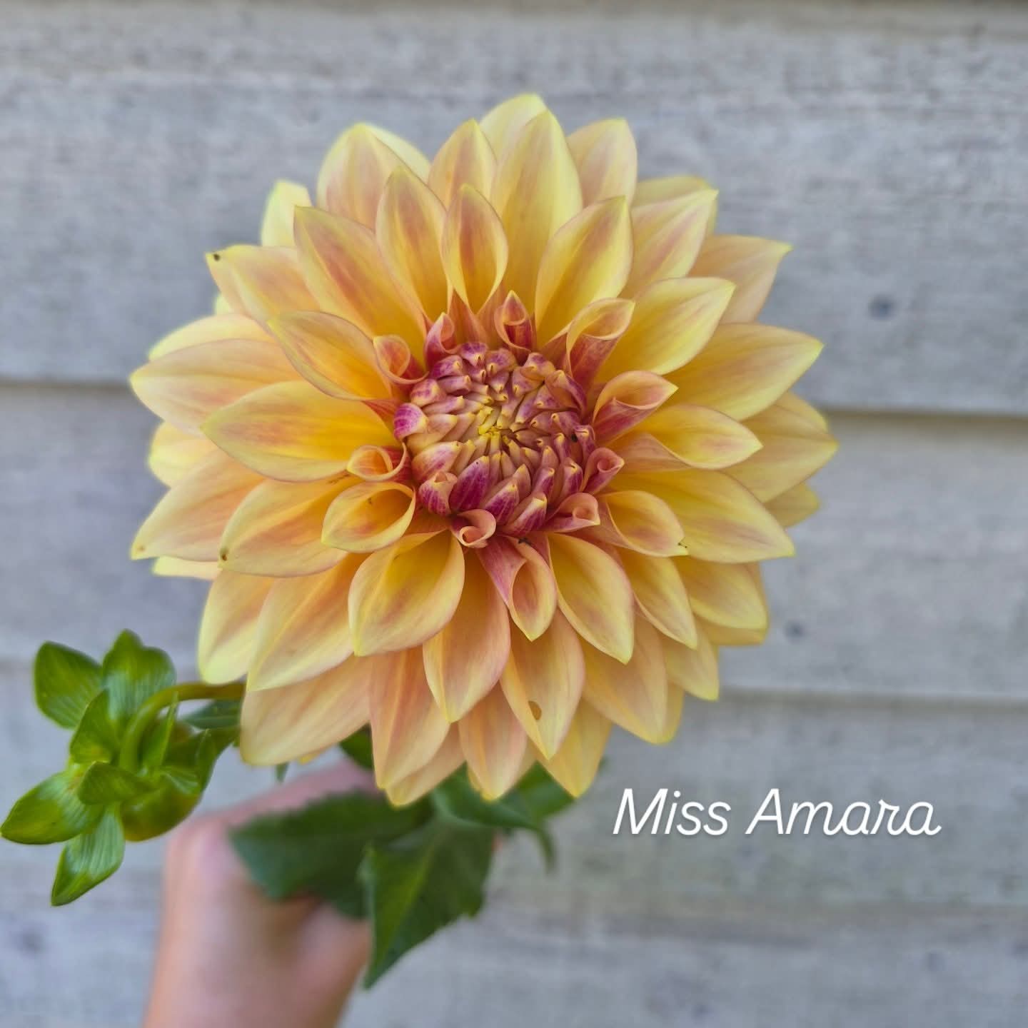 Miss Amara Formal Decorative Dahlia