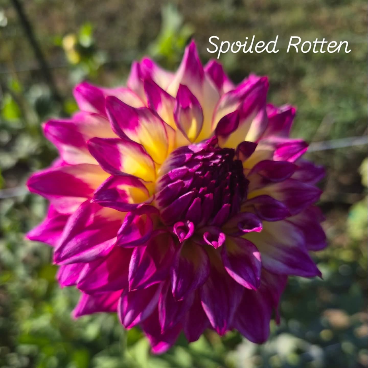 Spoiled Rotten Decorative Dahlia