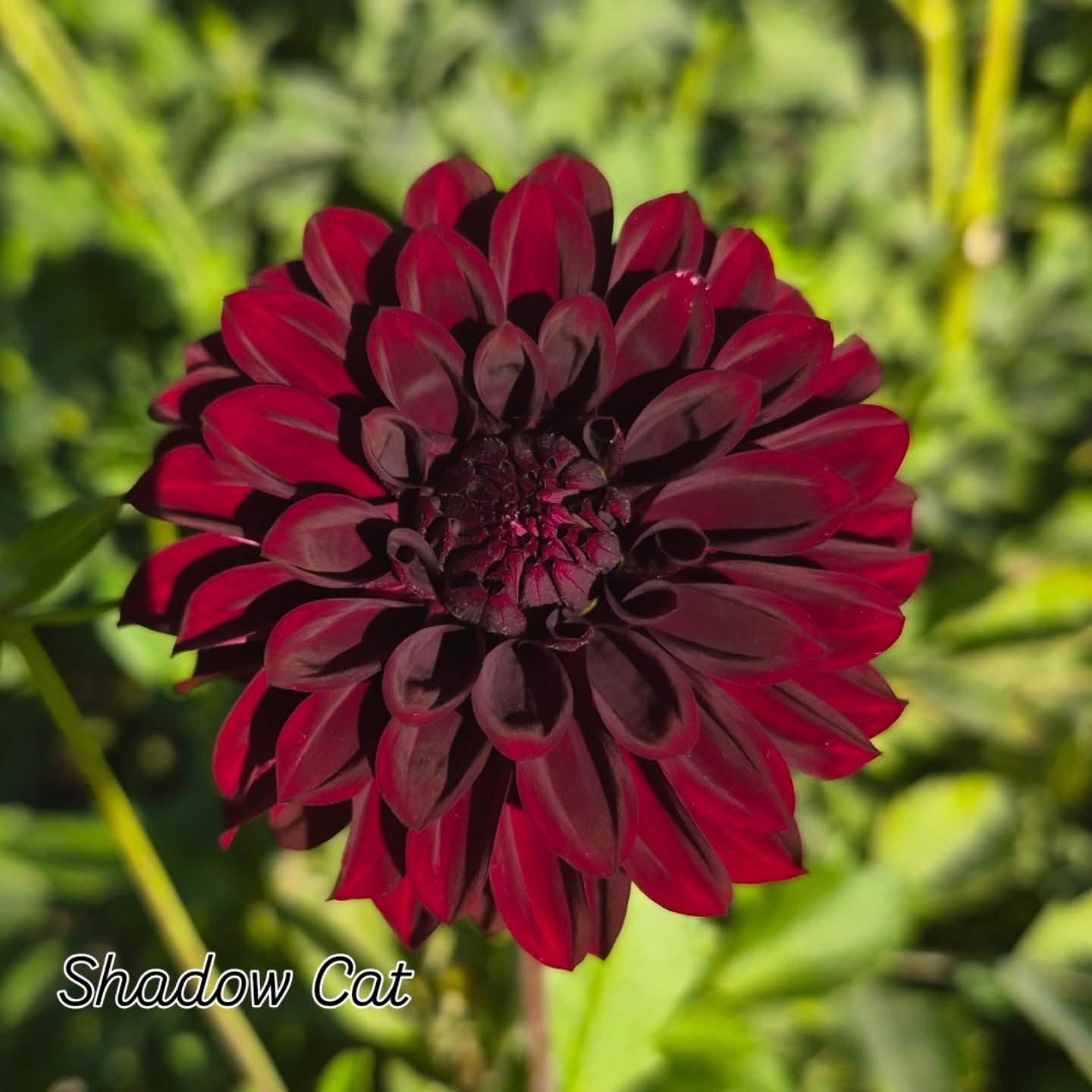Shadow Cat Decorative Dahlia