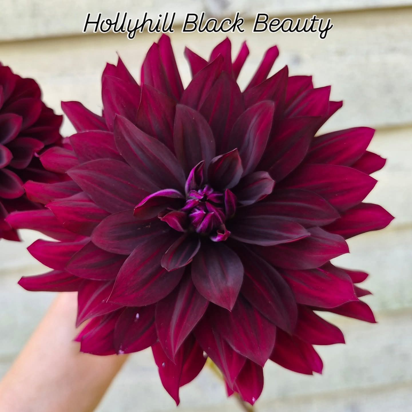 Hollyhill Black Beauty Informal Decorative Dahlia