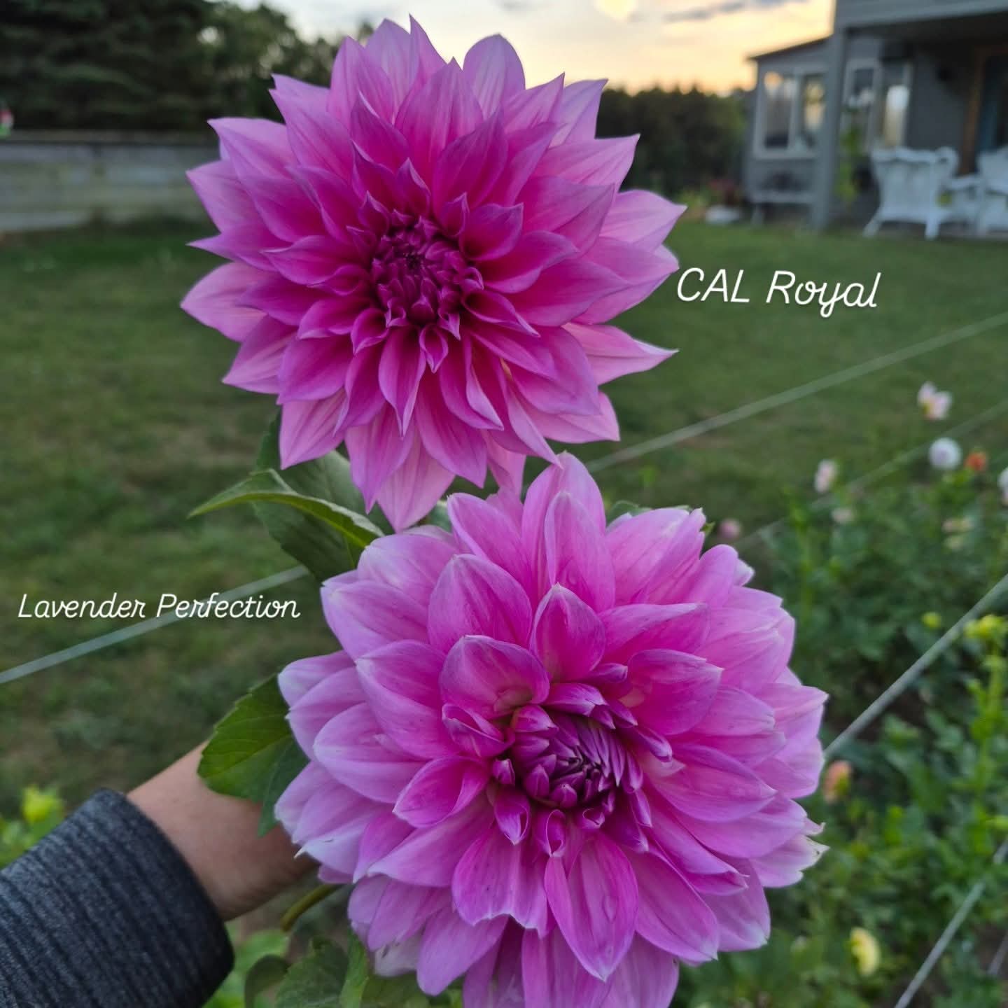 Café au Lait Royal Informal Decorative Dahlia