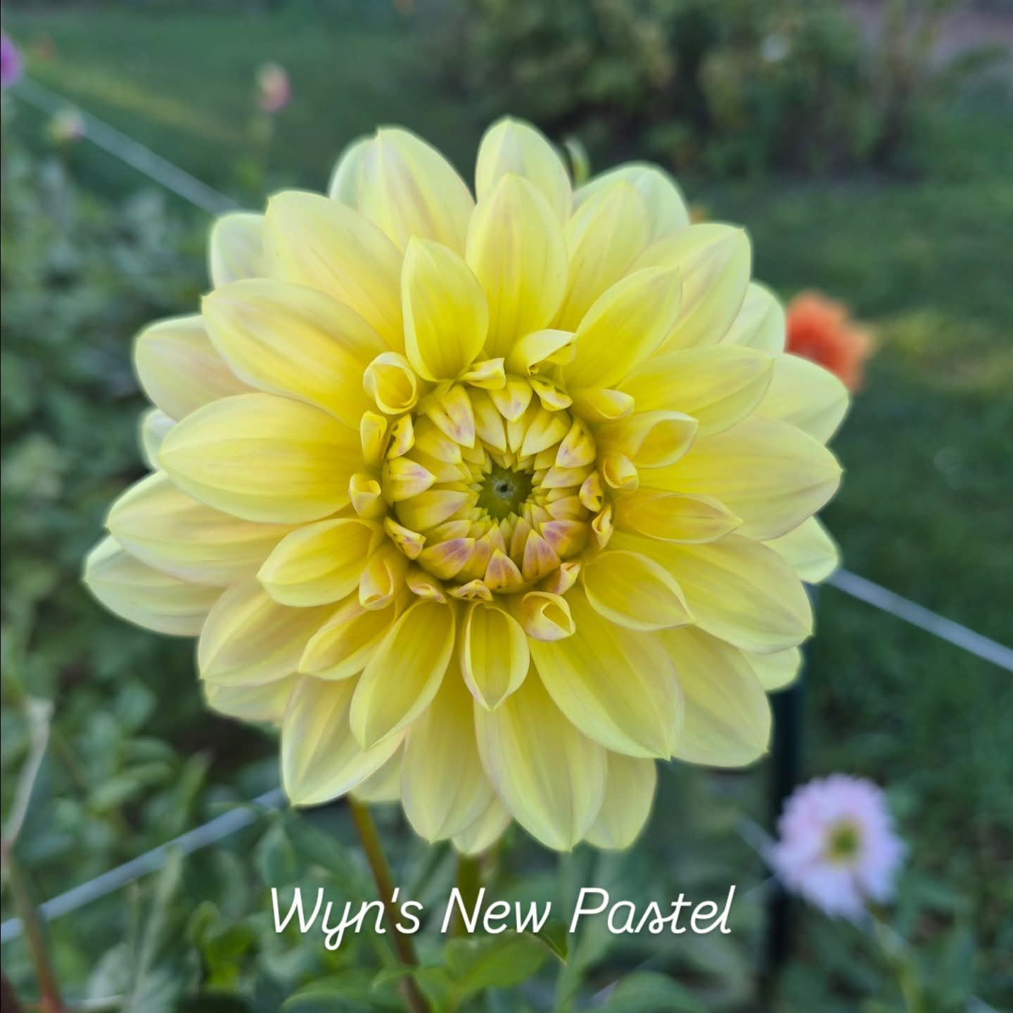 Wyn's New Pastel Decorative Dahlia
