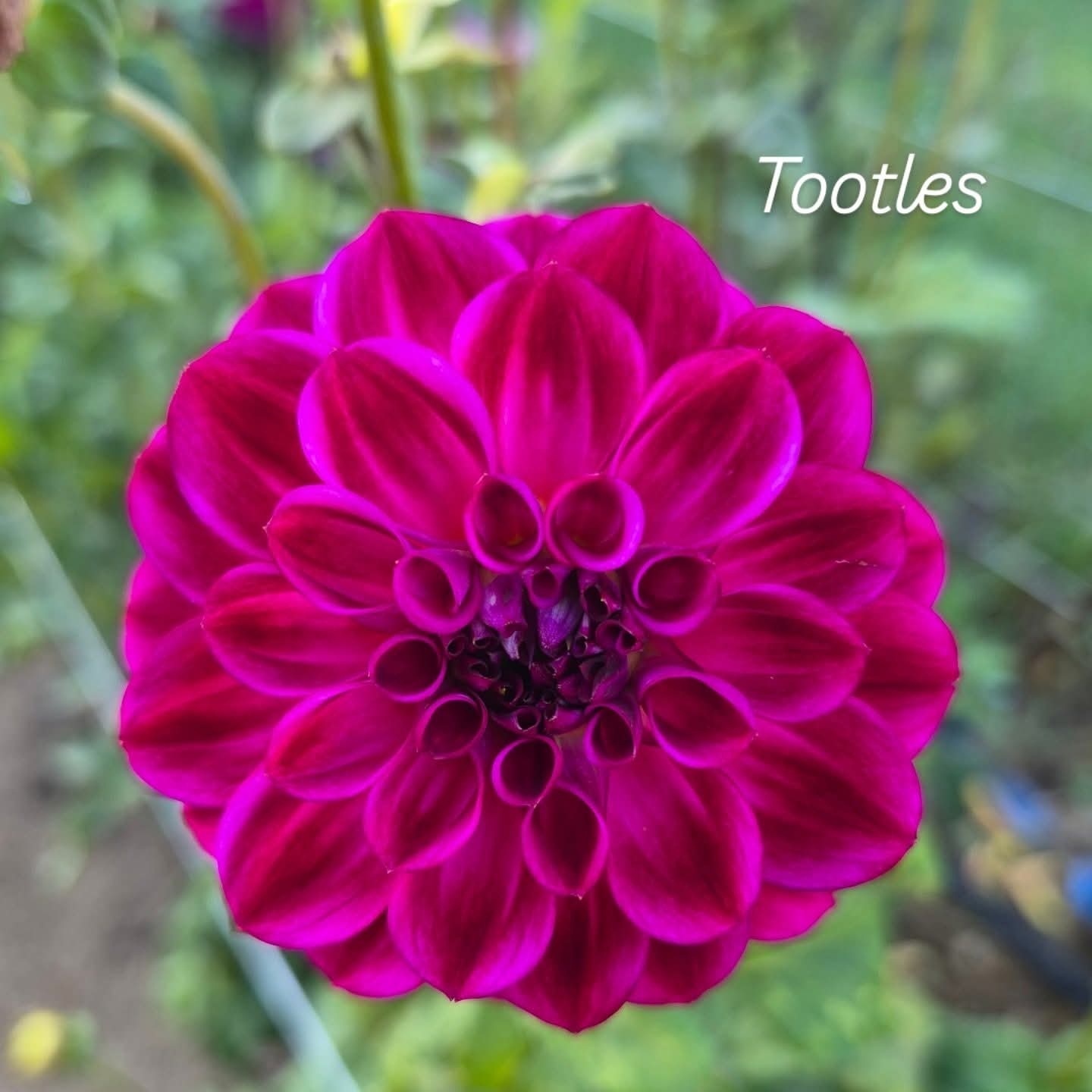 Tootles Decorative Dahlia