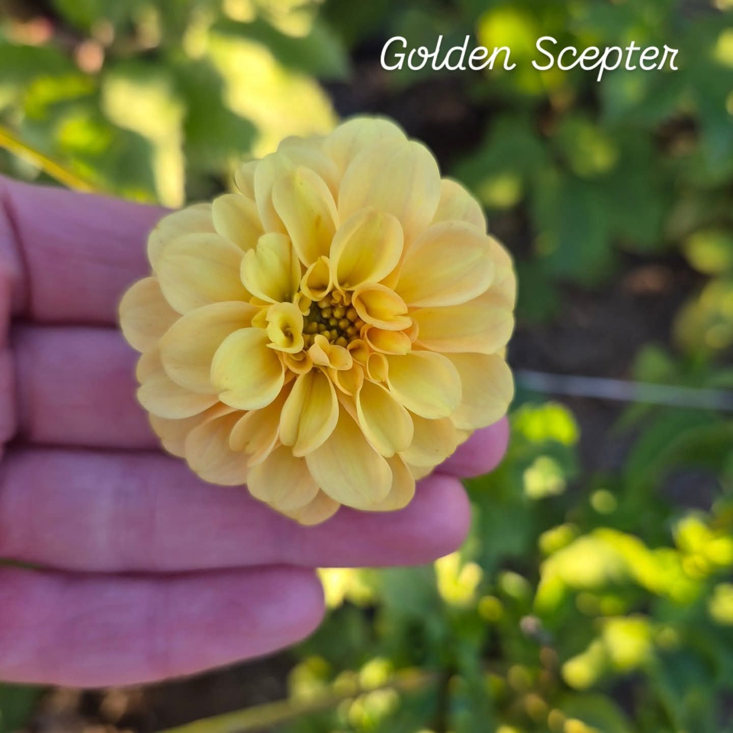 Golden Scepter Ball/Pompon Dahlia