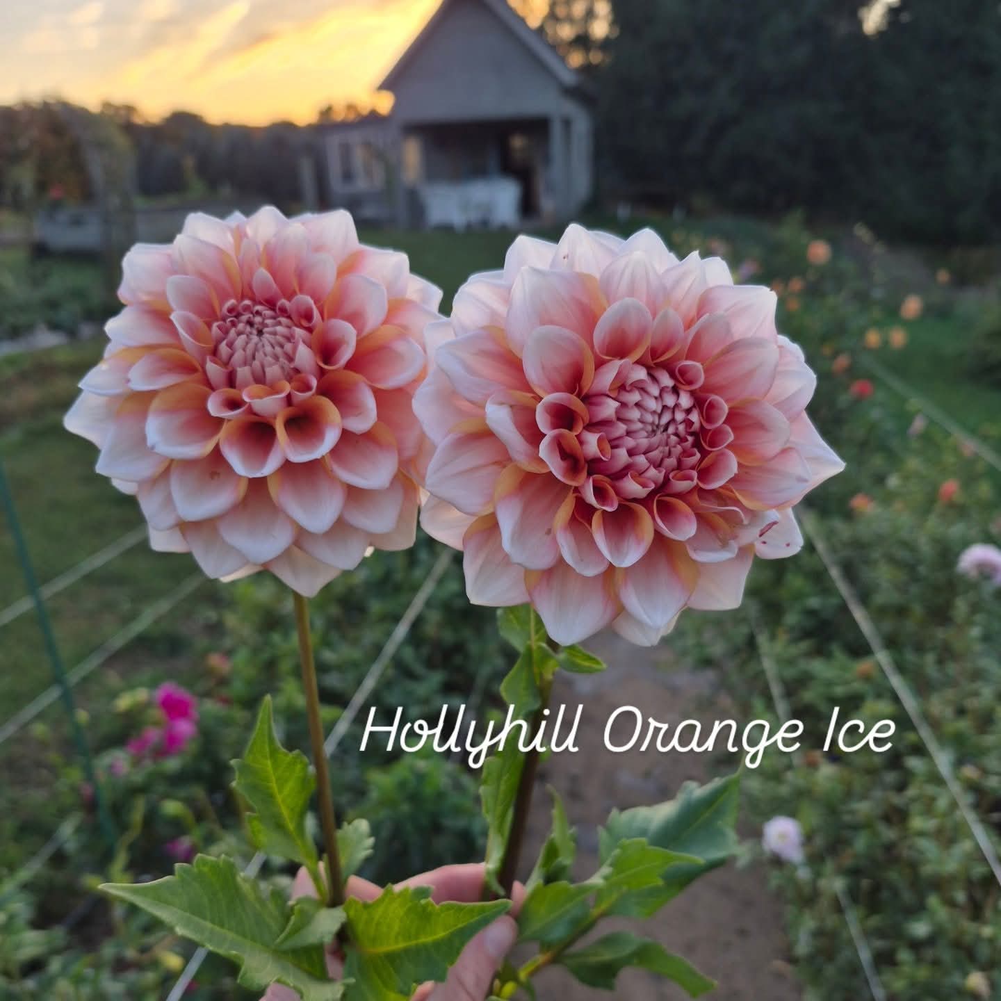 Hollyhill Orange Ice Formal Decorative Dahlia