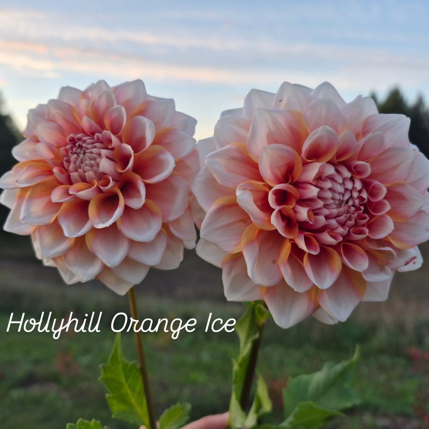 Hollyhill Orange Ice Formal Decorative Dahlia
