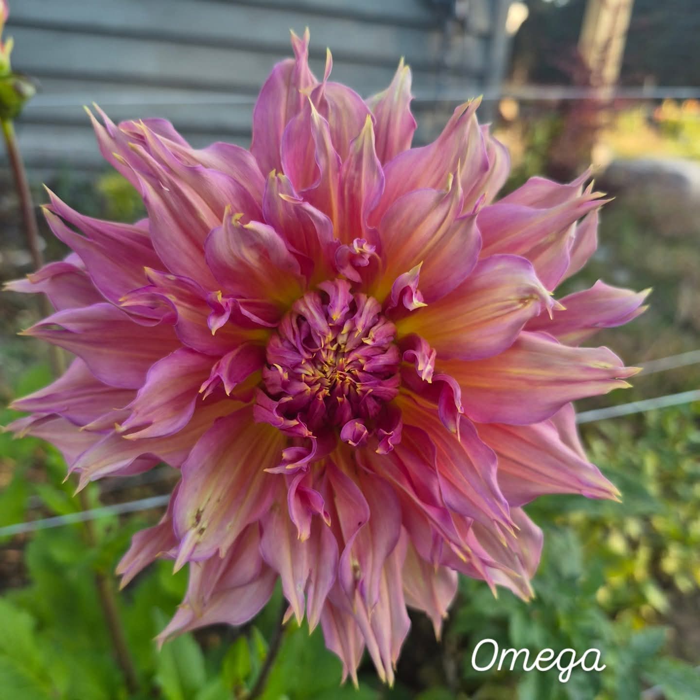 Omega Laciniated Dahlia