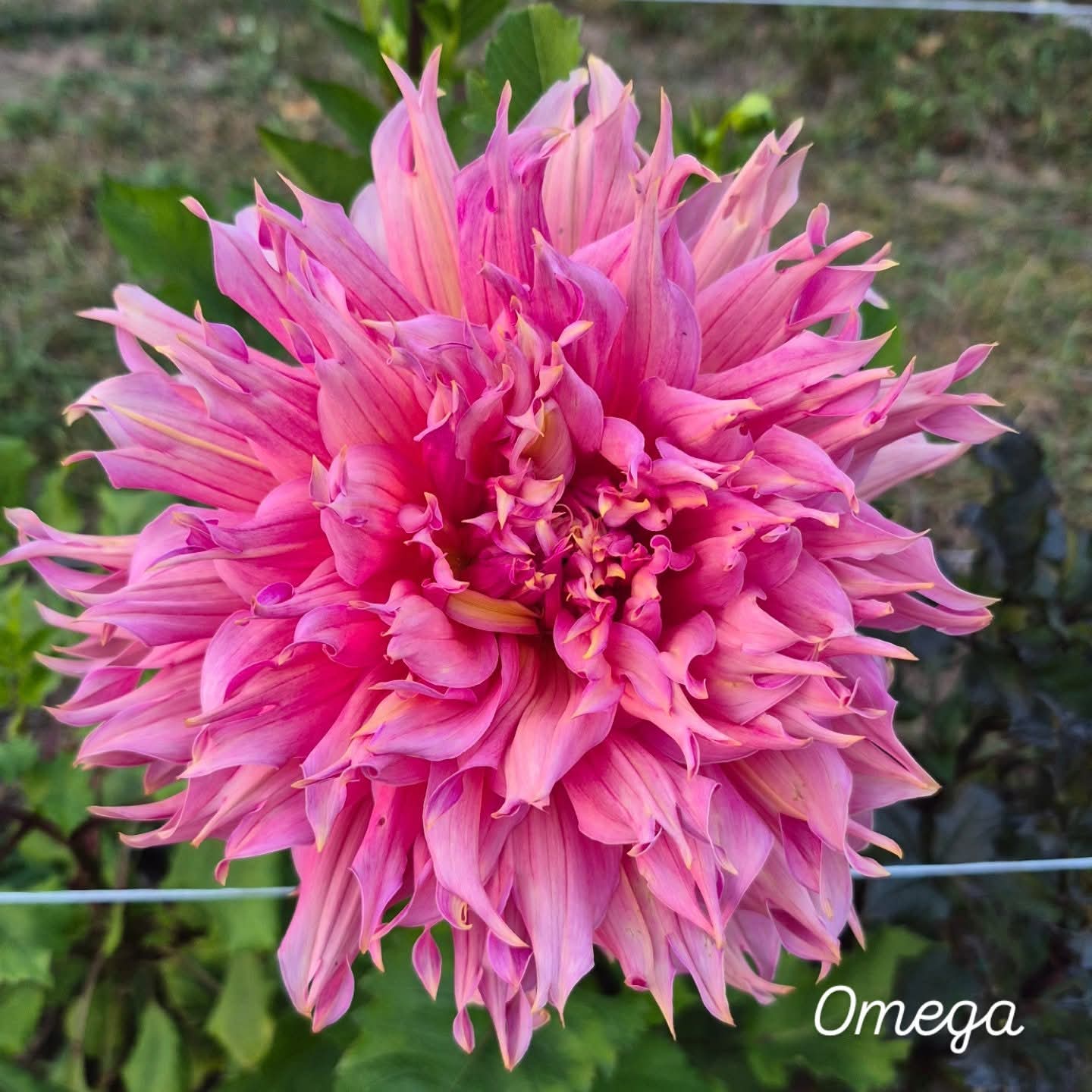Omega Laciniated Dahlia