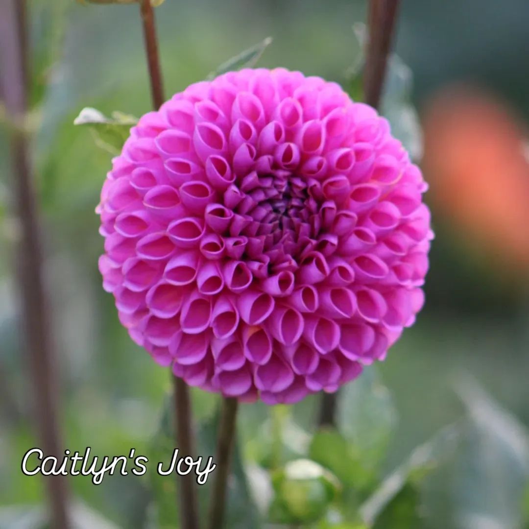 Caitlyn's Joy Ball Dahlia