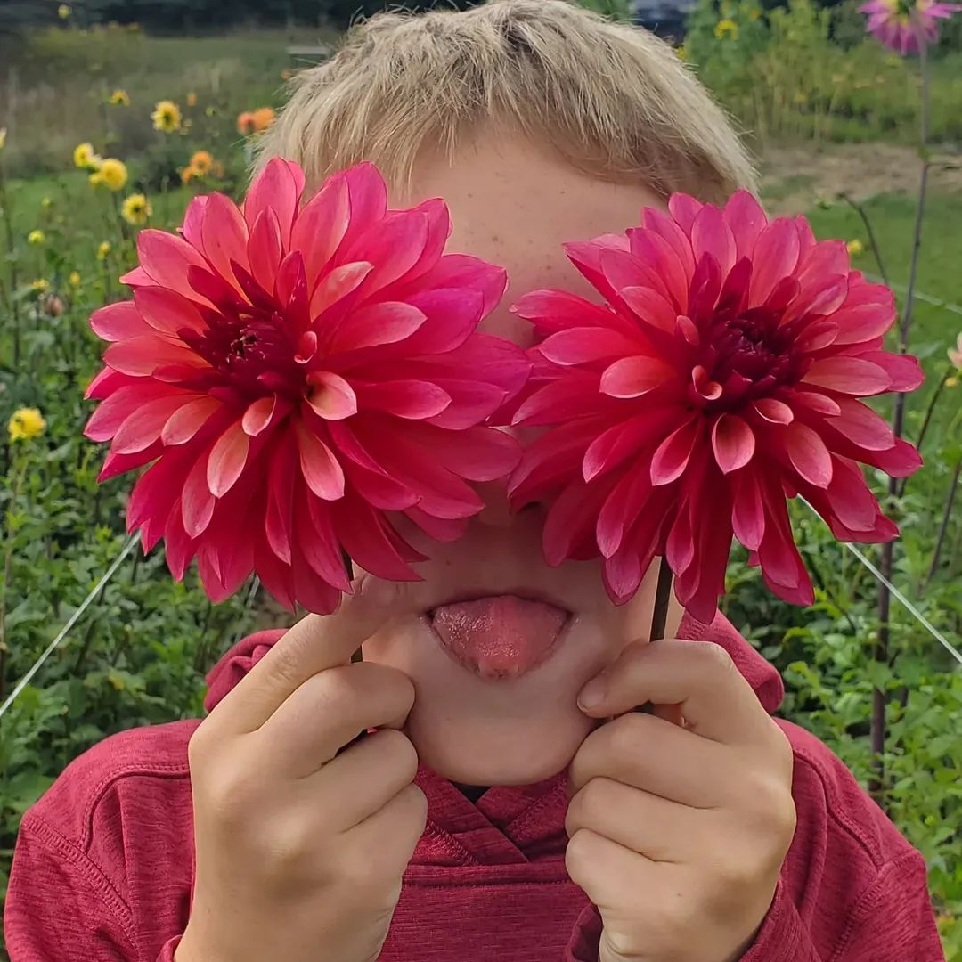 Stillwater Becky Stellar Dahlia