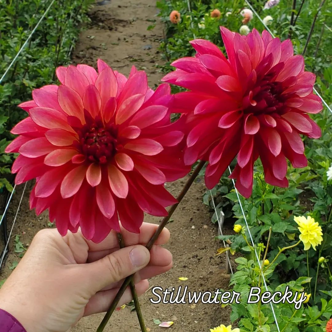 Stillwater Becky Stellar Dahlia