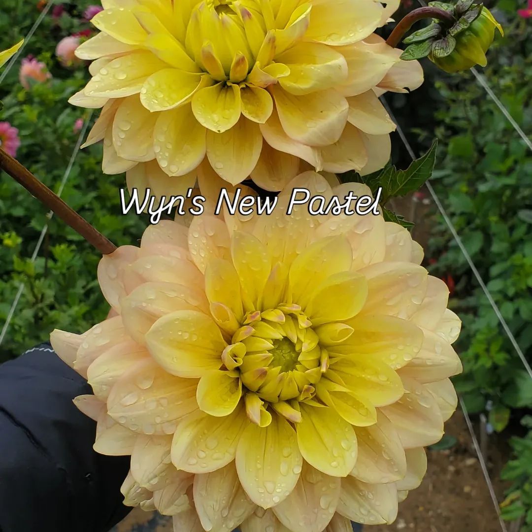 Wyn's New Pastel Decorative Dahlia