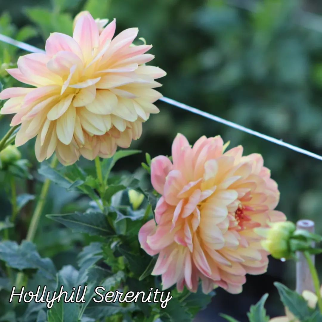Hollyhill Serenity Waterlily Dahlia