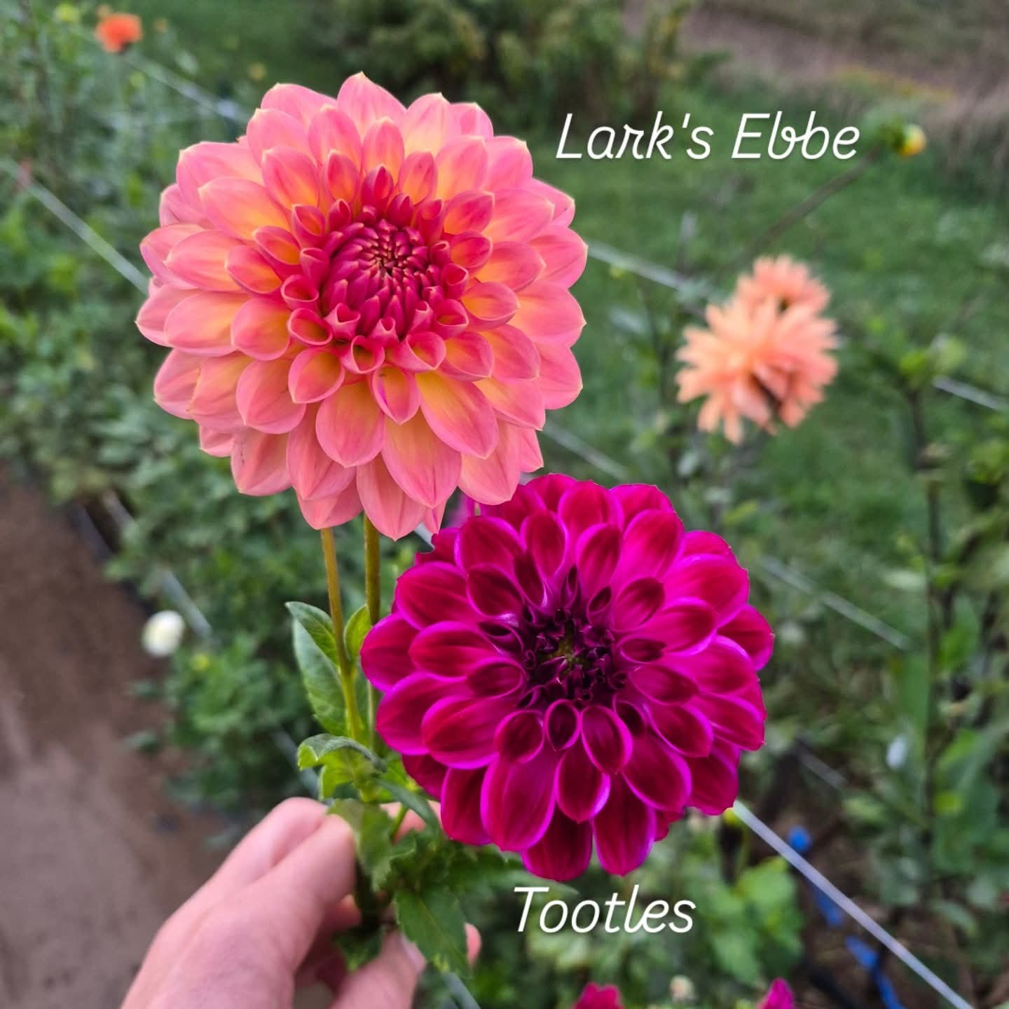 Larks Ebbe Formal Decorative Dahlia