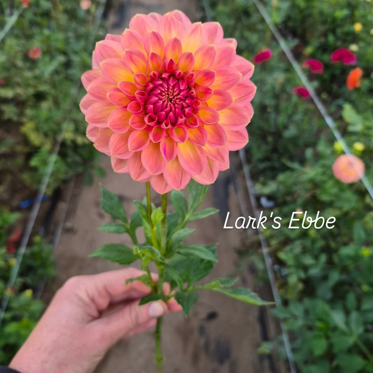 Larks Ebbe Formal Decorative Dahlia