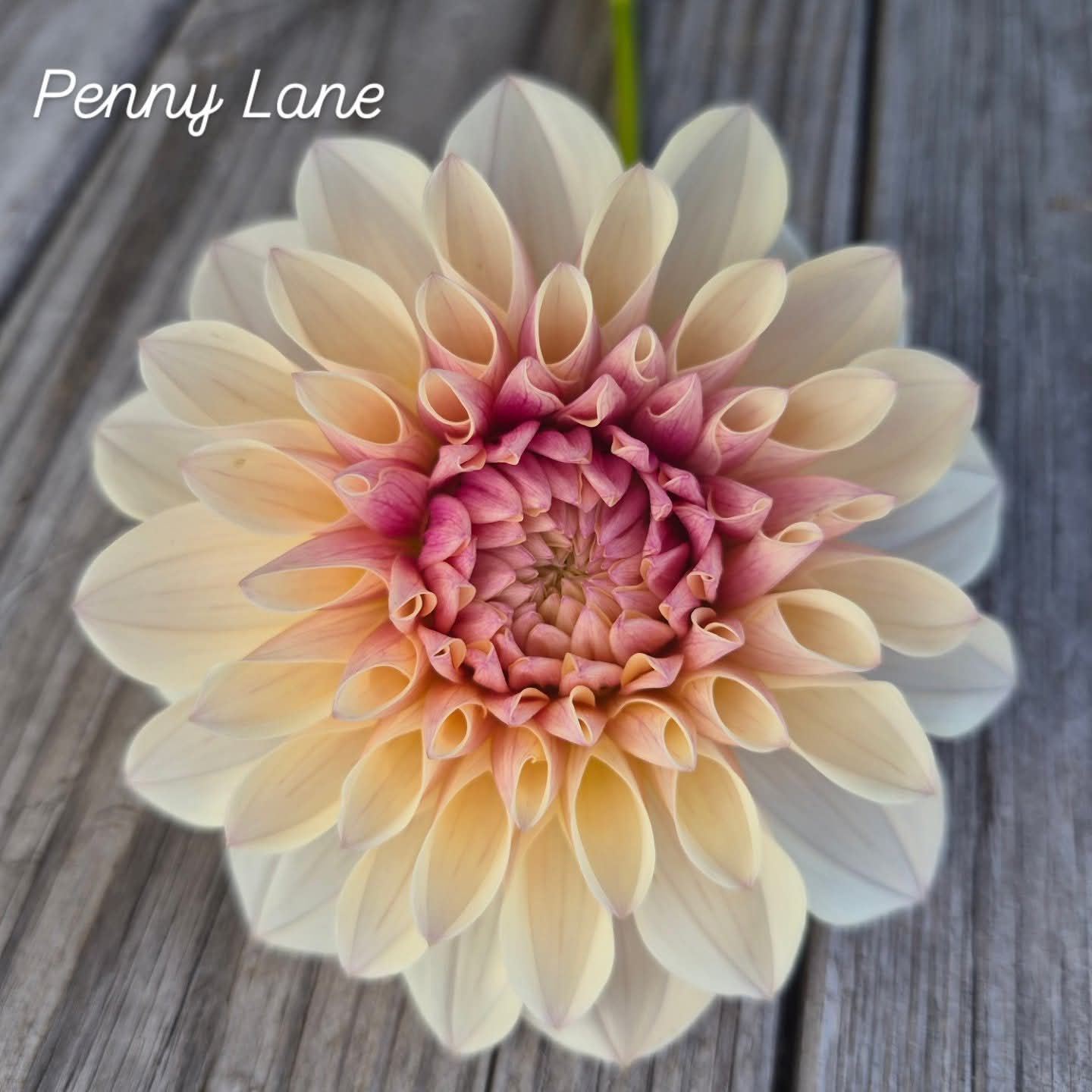 Penny Lane Formal Decorative Dahlia