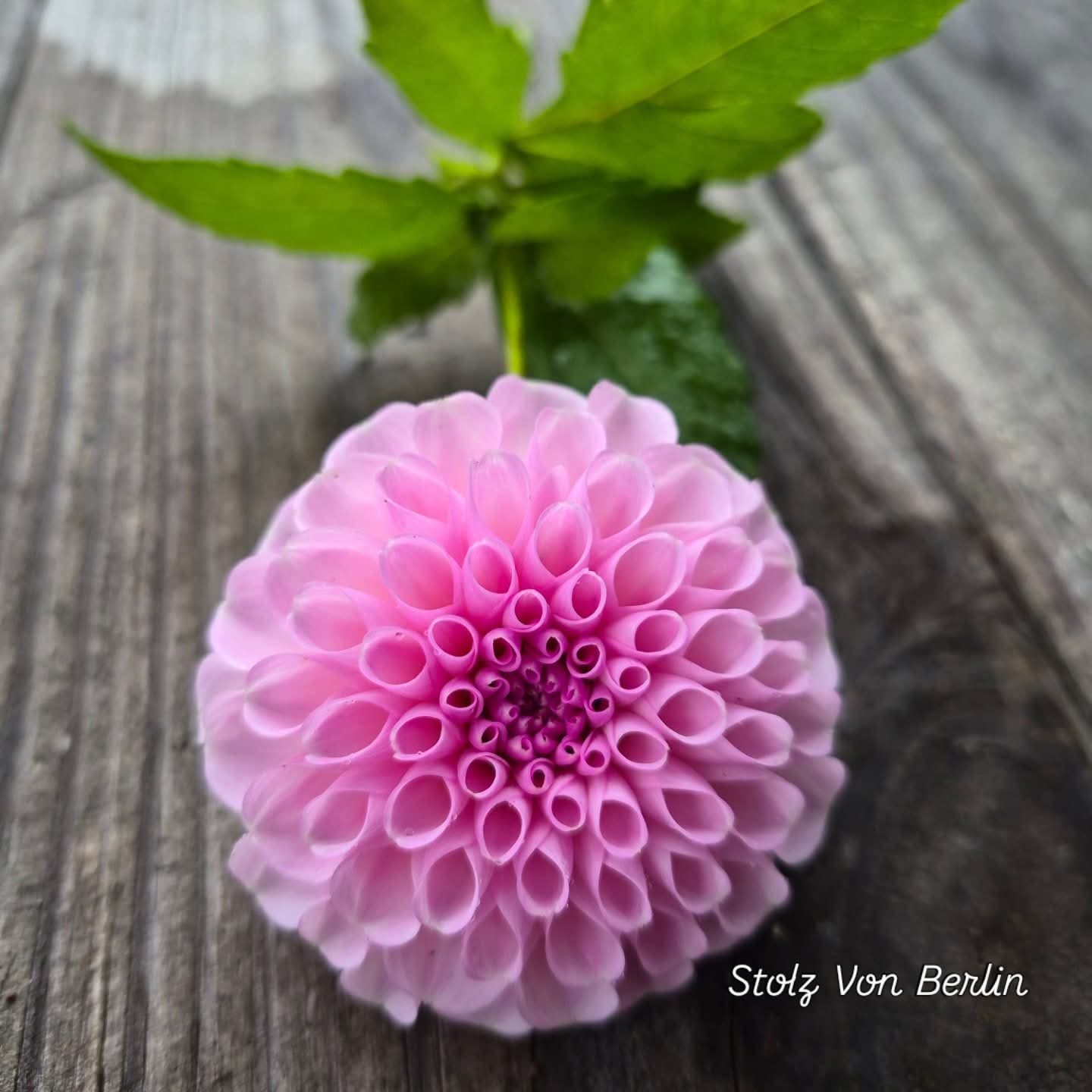 Stolz Von Berlin Ball Dahlia