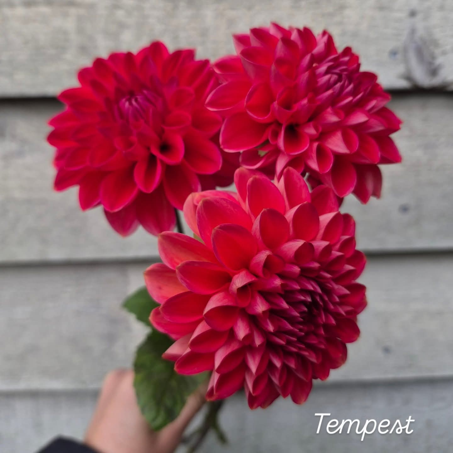 Tempest Decorative Dahlia