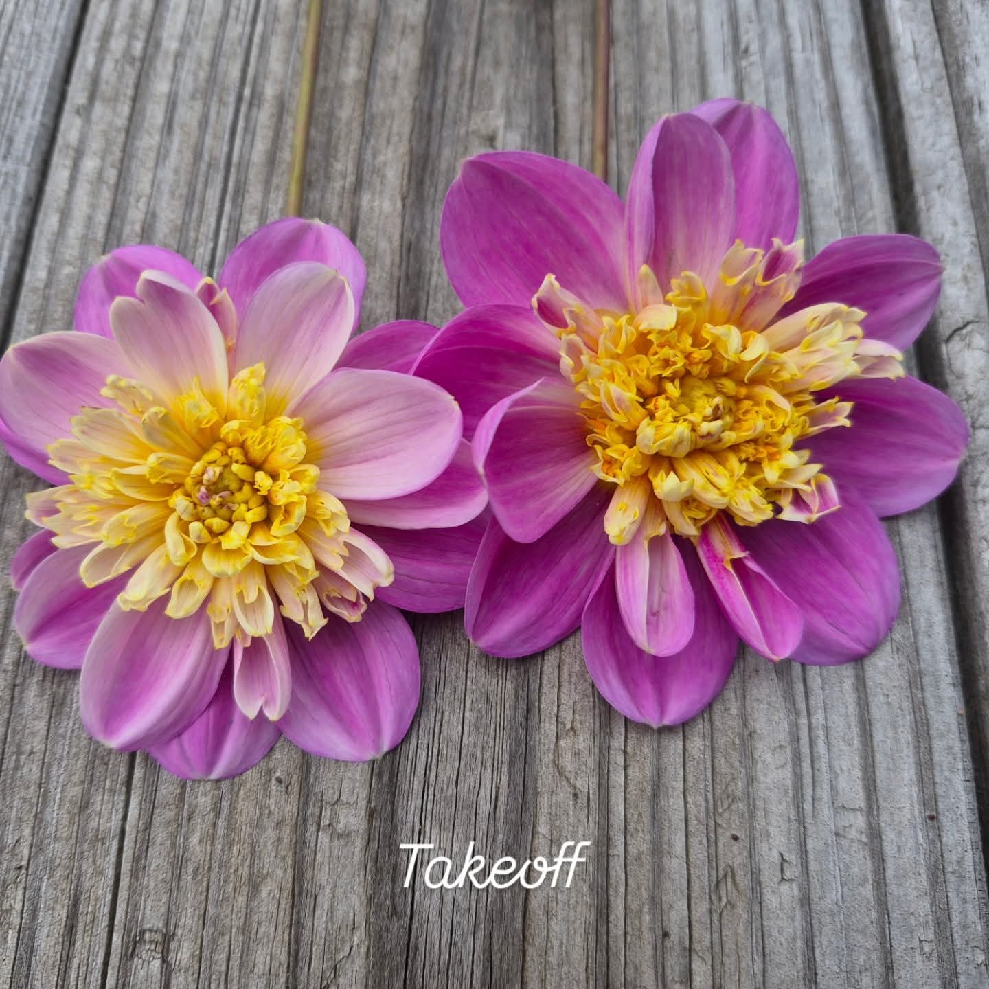 Takeoff Anemone Dahlia