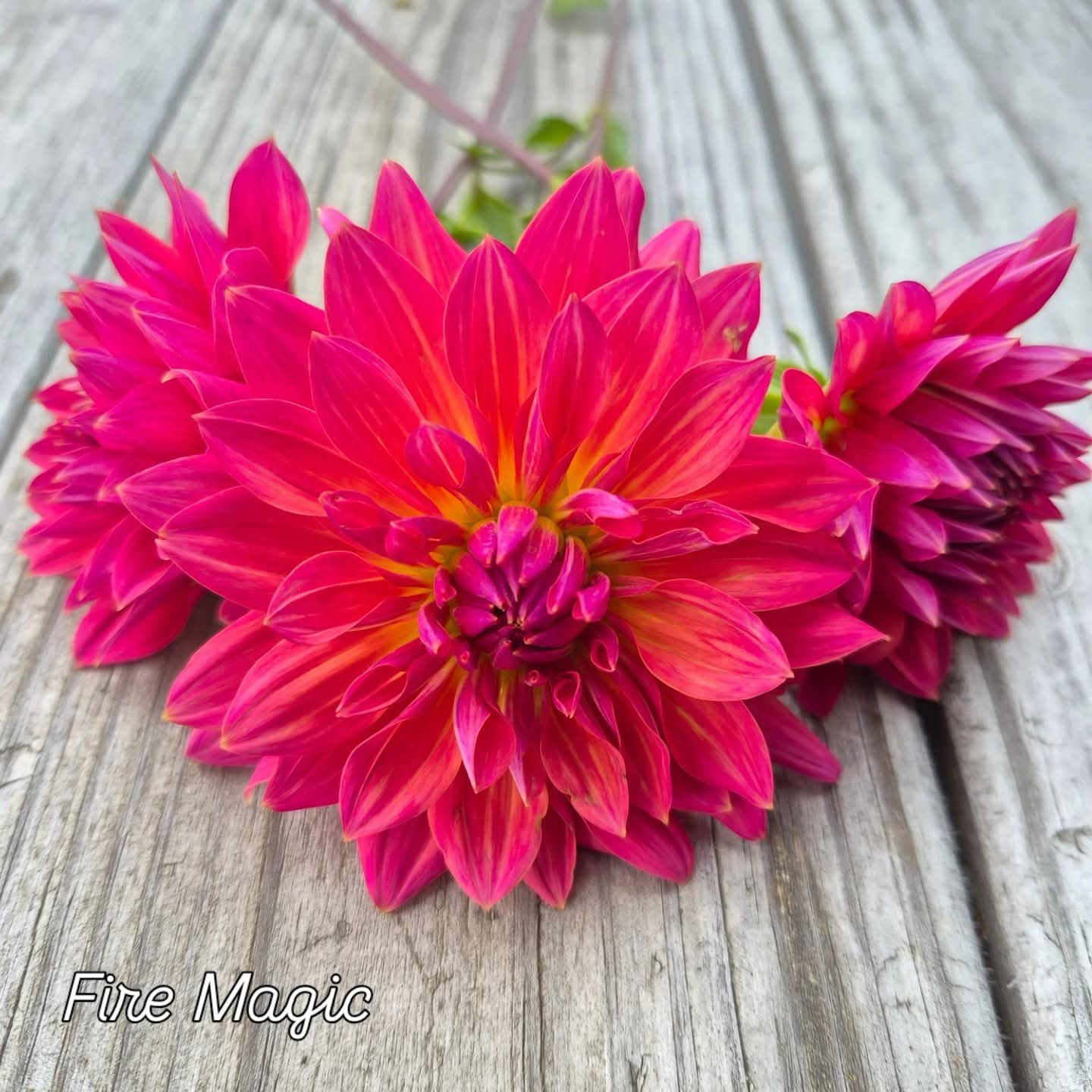 Fire Magic Decorative Dahlia