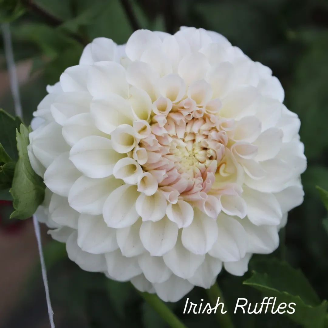 Irish Ruffles Informal Decorative Dahlia
